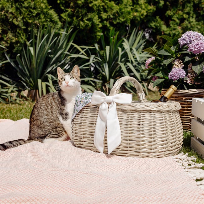 HappyPicnic Wicker - Cestino da picnic per 4 persone, set regalo per campeggio e feste all'aperto (M per 2 persone HappyPicnic Wicker - Cestino da picnic per 4 persone, set regalo per campeggio e feste all'aperto (M per 2 persone