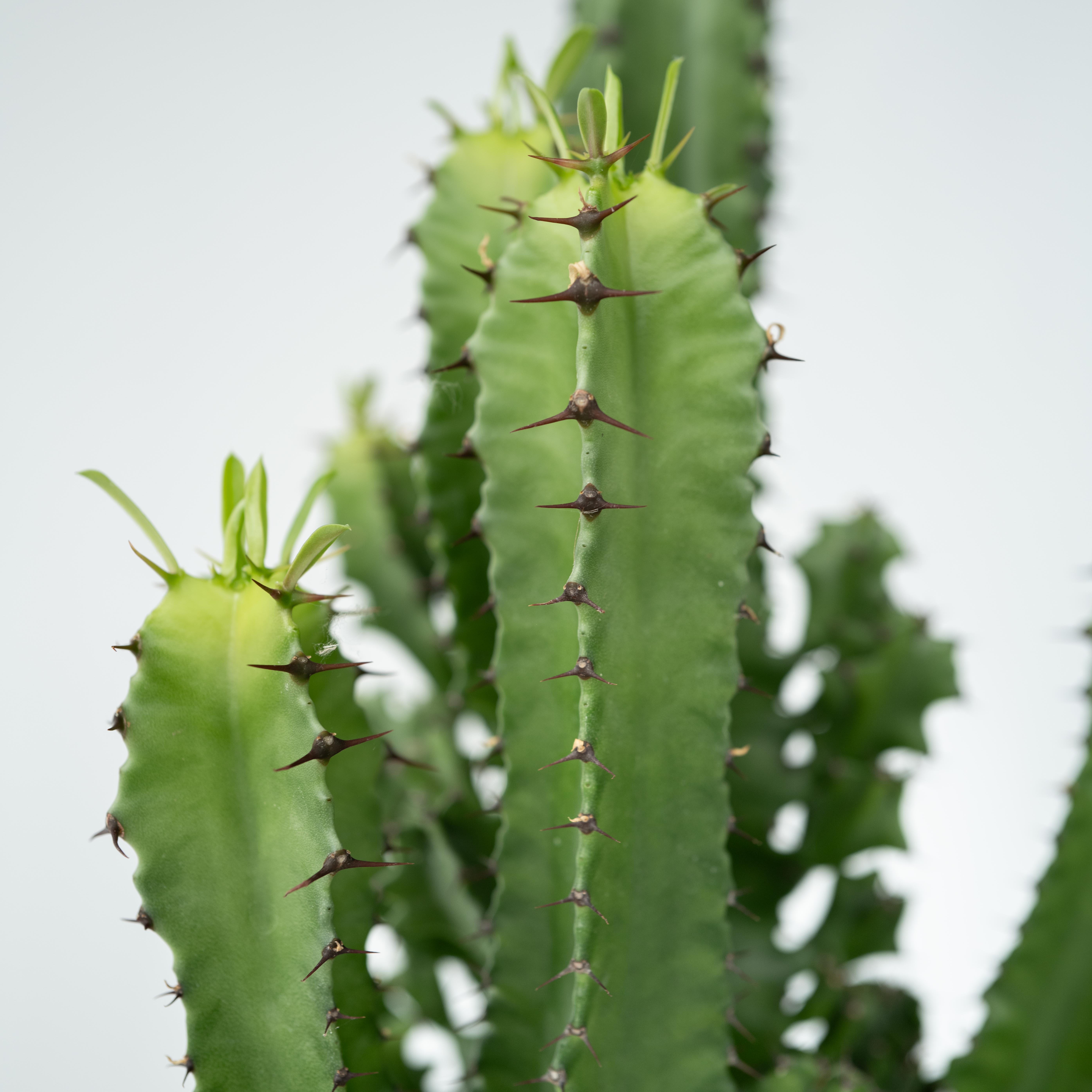 Euphorbe ingens - Euphorbia ingens - Hauteur 50-60cm - ⌀17cm - 4