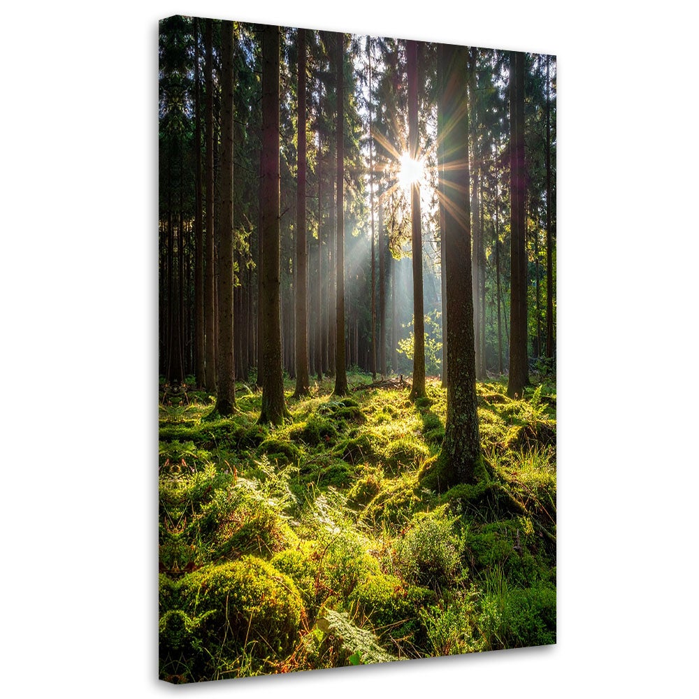 Obraz do salonu sypialni biura, Las drzewa wschód słońca 60x90