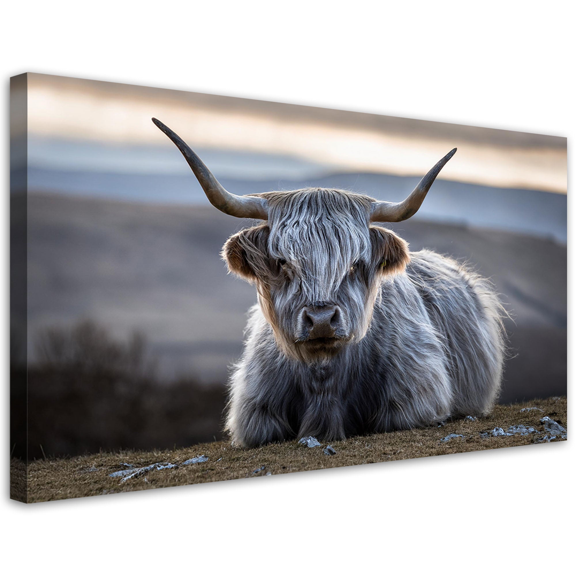 Obraz na płótnie, Leżąca Krowa Szkocka 120x60