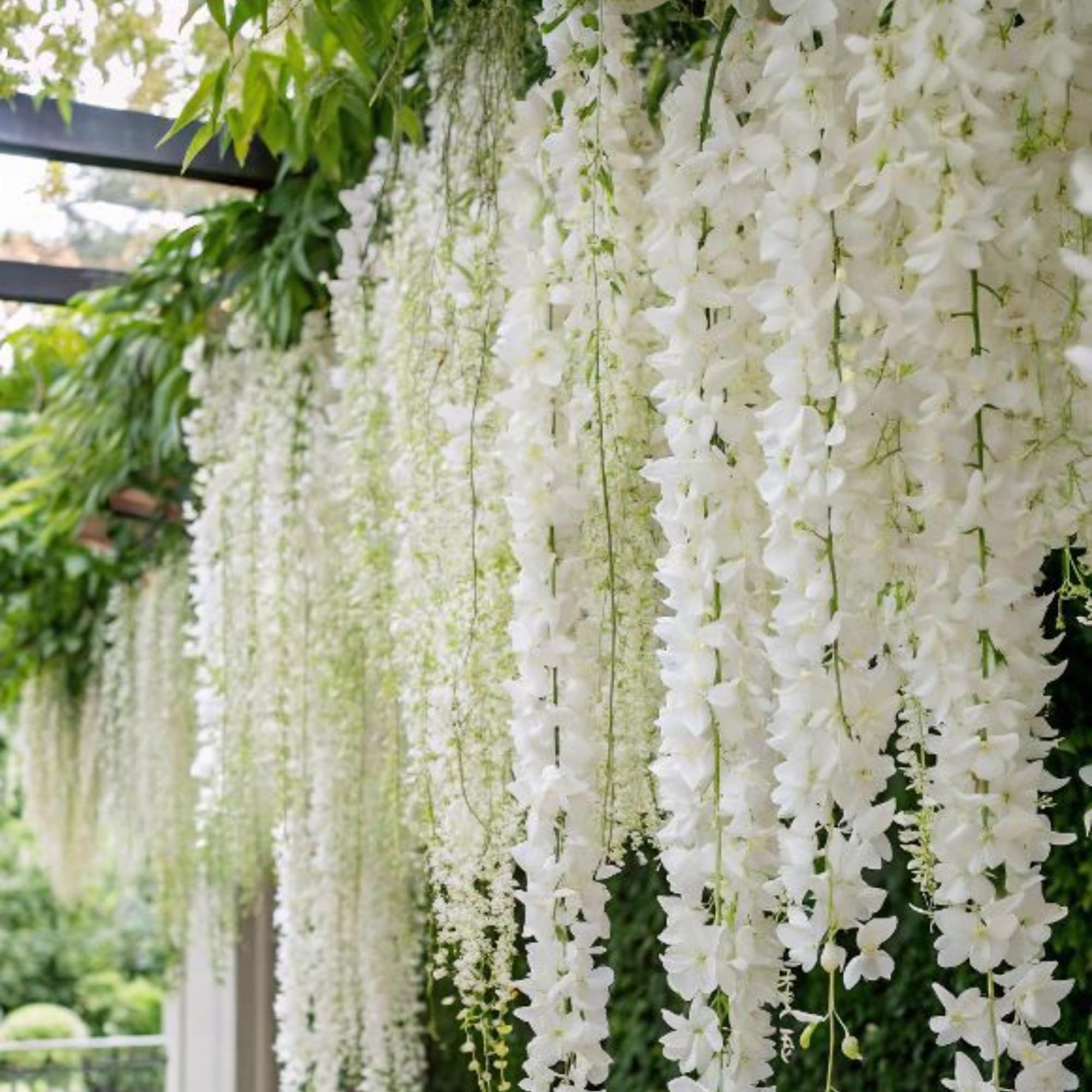200 graines de jasmin pleureur, graines de fleurs de jasmin, plante grimpante, convient aux jardins familiaux. - 7