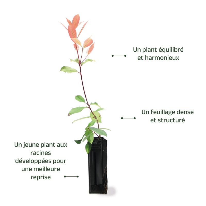 Photinia de fraser 'Red Robin' (Photinia x fraseri 'Red Robin') - Godet - Taille 20/40cm - Pépinières Naudet - 4