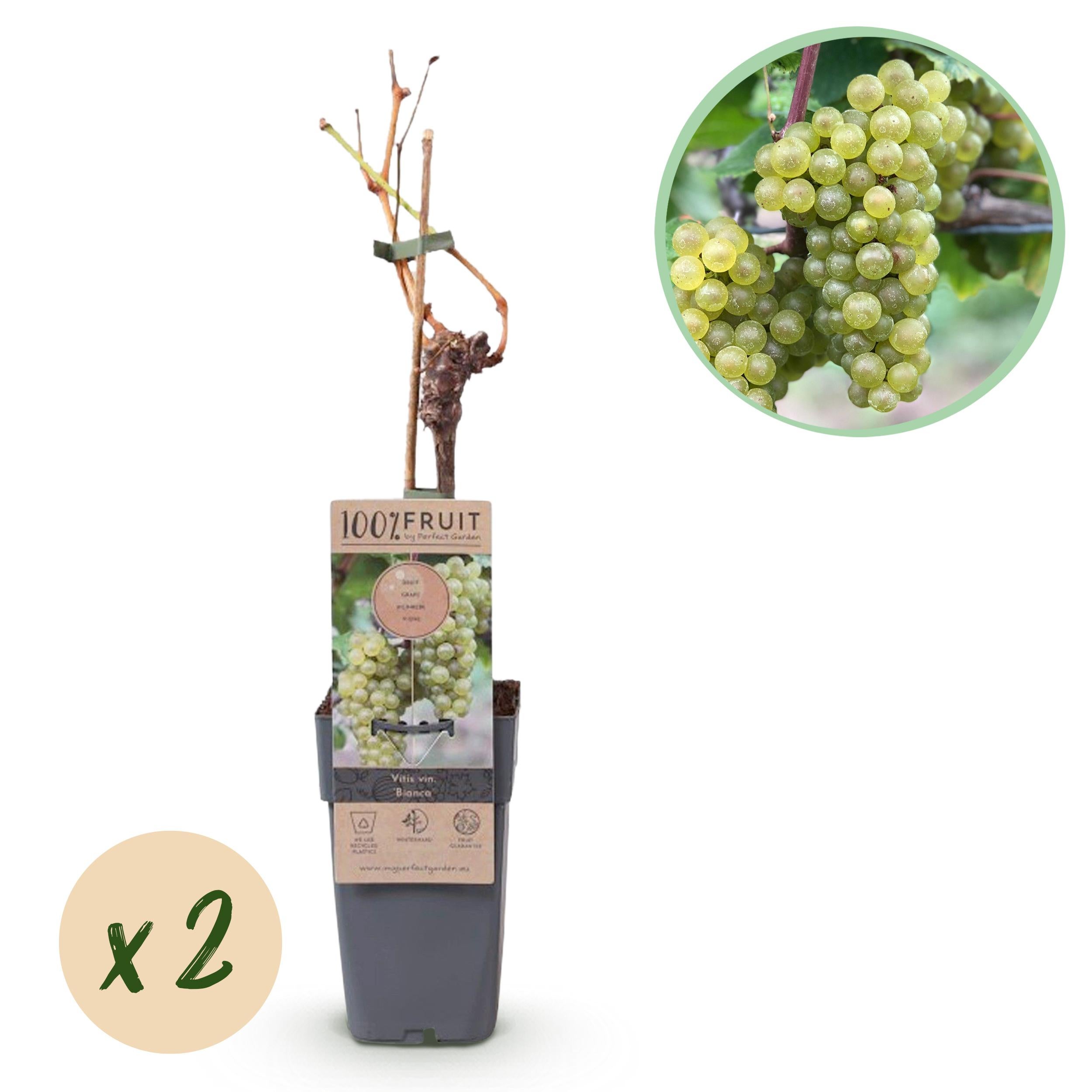 Vitis vinifera Bianca – Winogrona białe – 2 rośliny – Doniczka 15 cm – Wysokość 50 cm