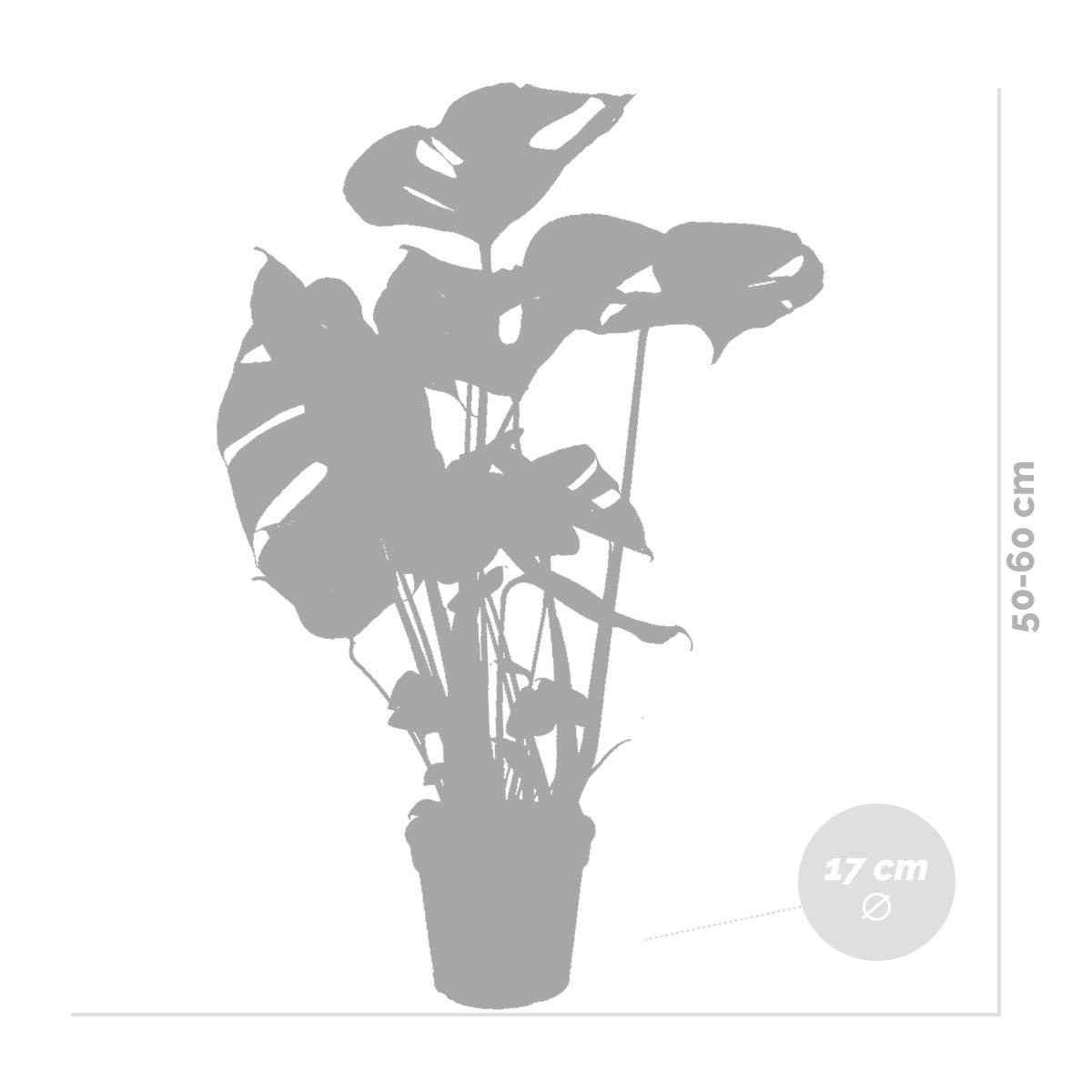 Lot de 2 - Monstera Deliciosa - Monstera - Dépolluante - H. 50-60 cm - P. 17 cm - 5