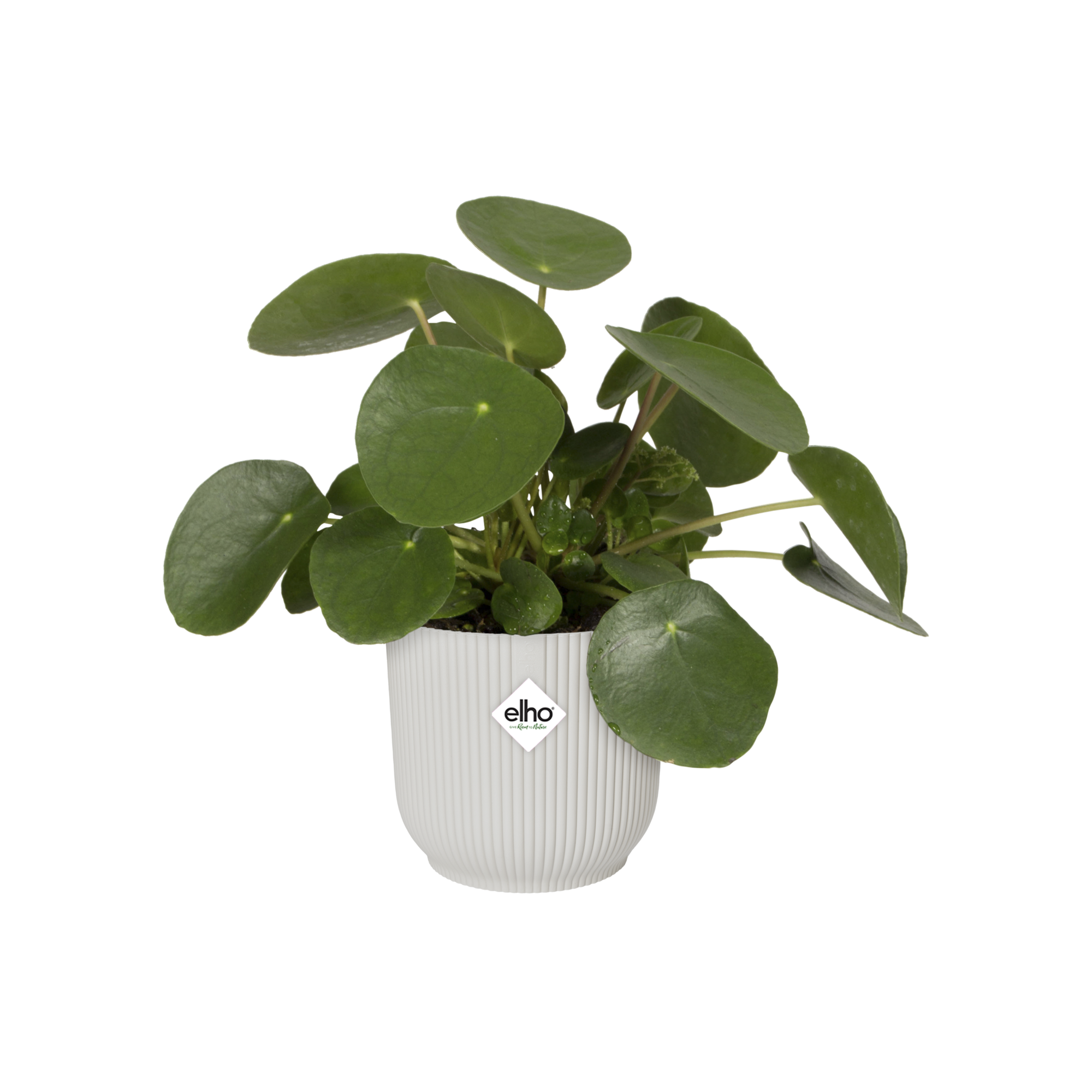 ELHO VIBES MACETERO BLANCO 14CM - 2