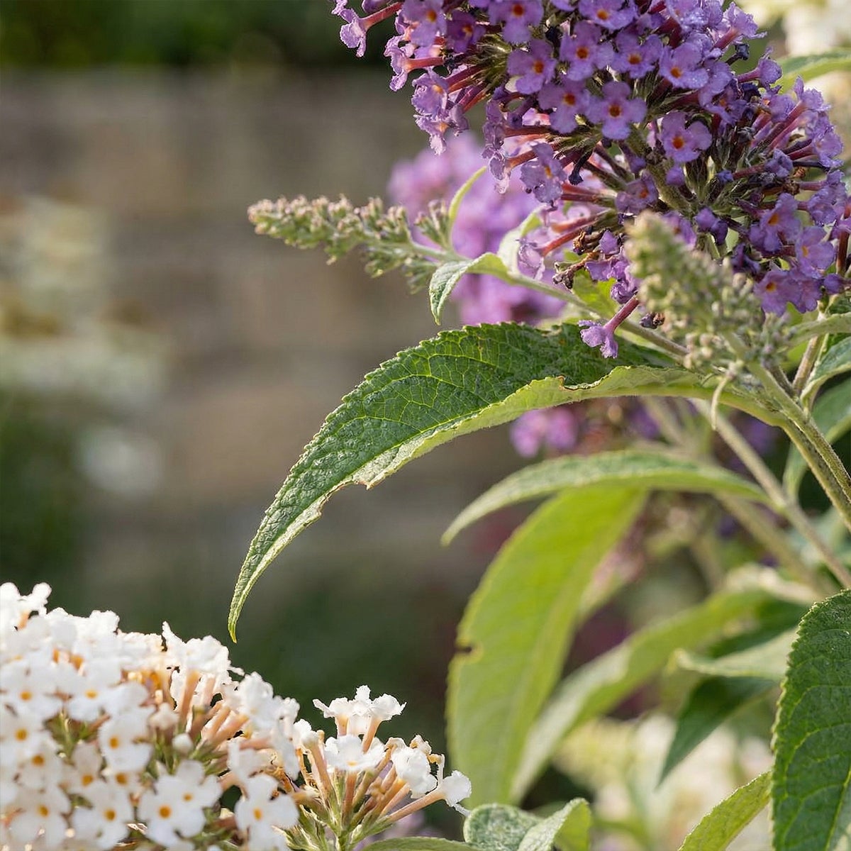 Buddleja Davidii Tricolor - Fleurs tricolores - Arbre aux papillons - H. 30-40 cm - P. 17 cm - 5