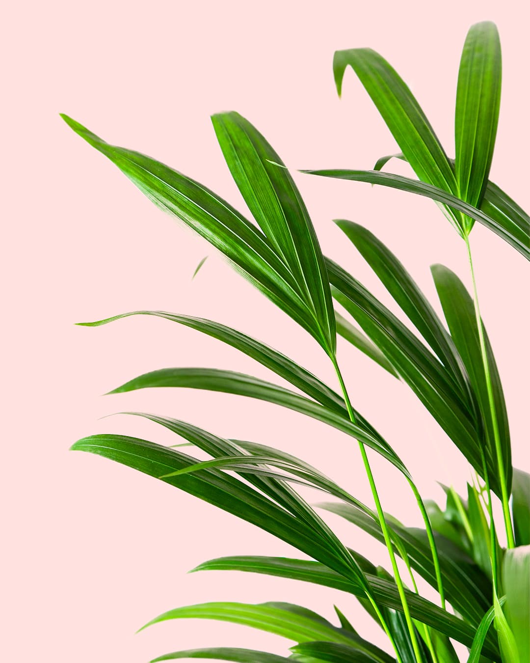 Palma Areca | Natural de Interior y Exterior | Pur Plant - 4