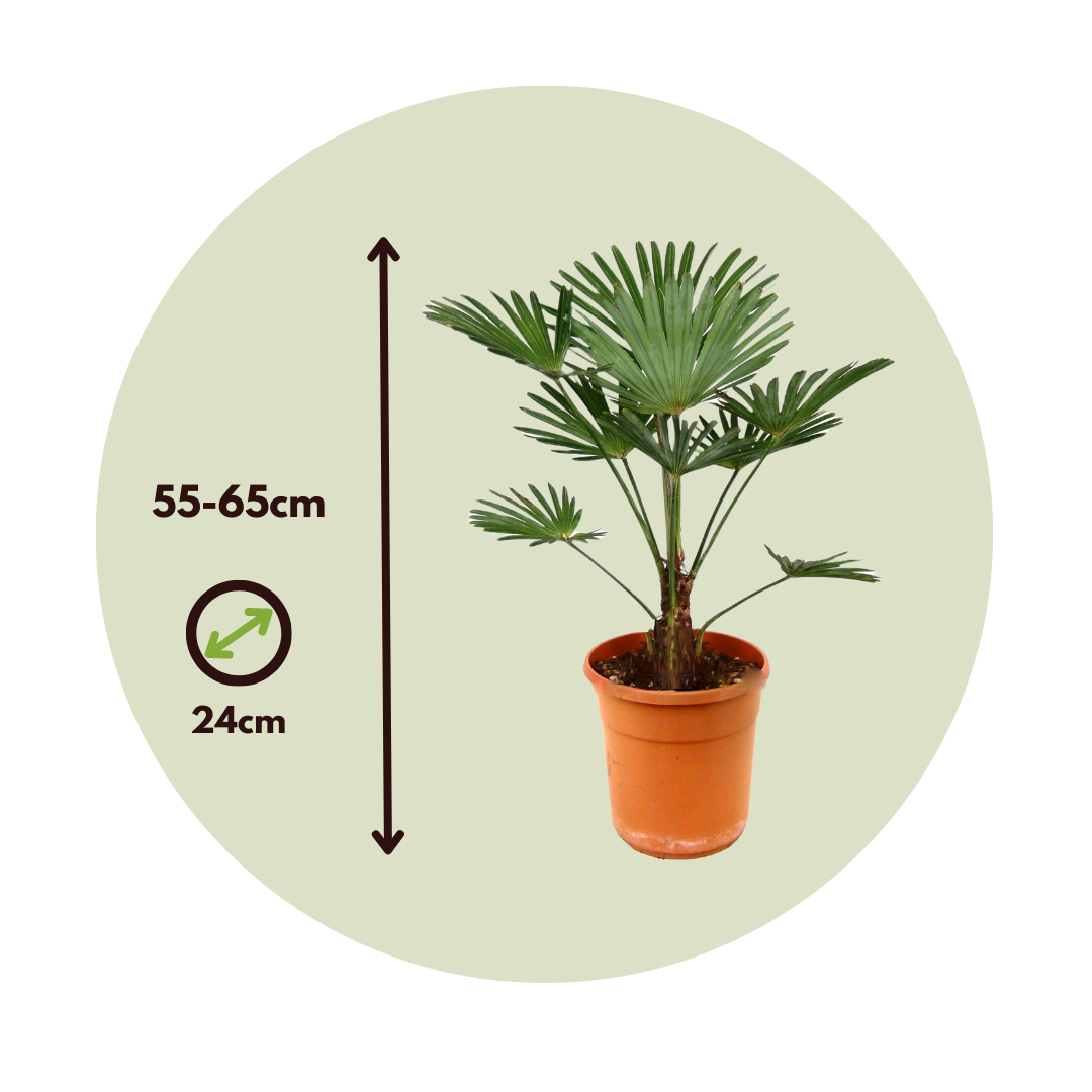 Trachycarpus wagnerianus – PALME BAMBINO