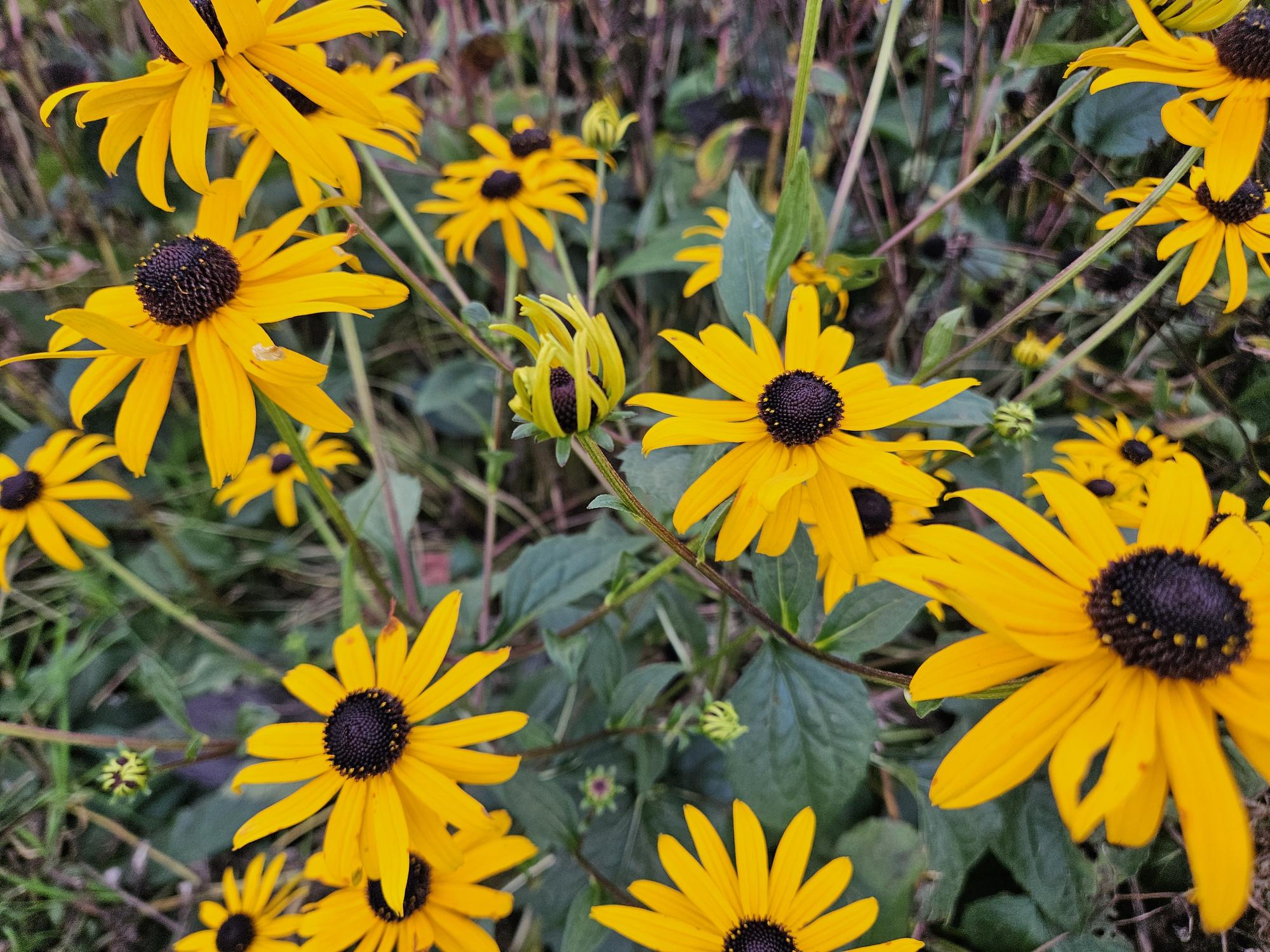 24x Plante Rudbeckia fulgida 'Goldsturm' - ↕10-25cm (hauteur) - Ø9cm (diamètre)– ComfortXL Green - 7