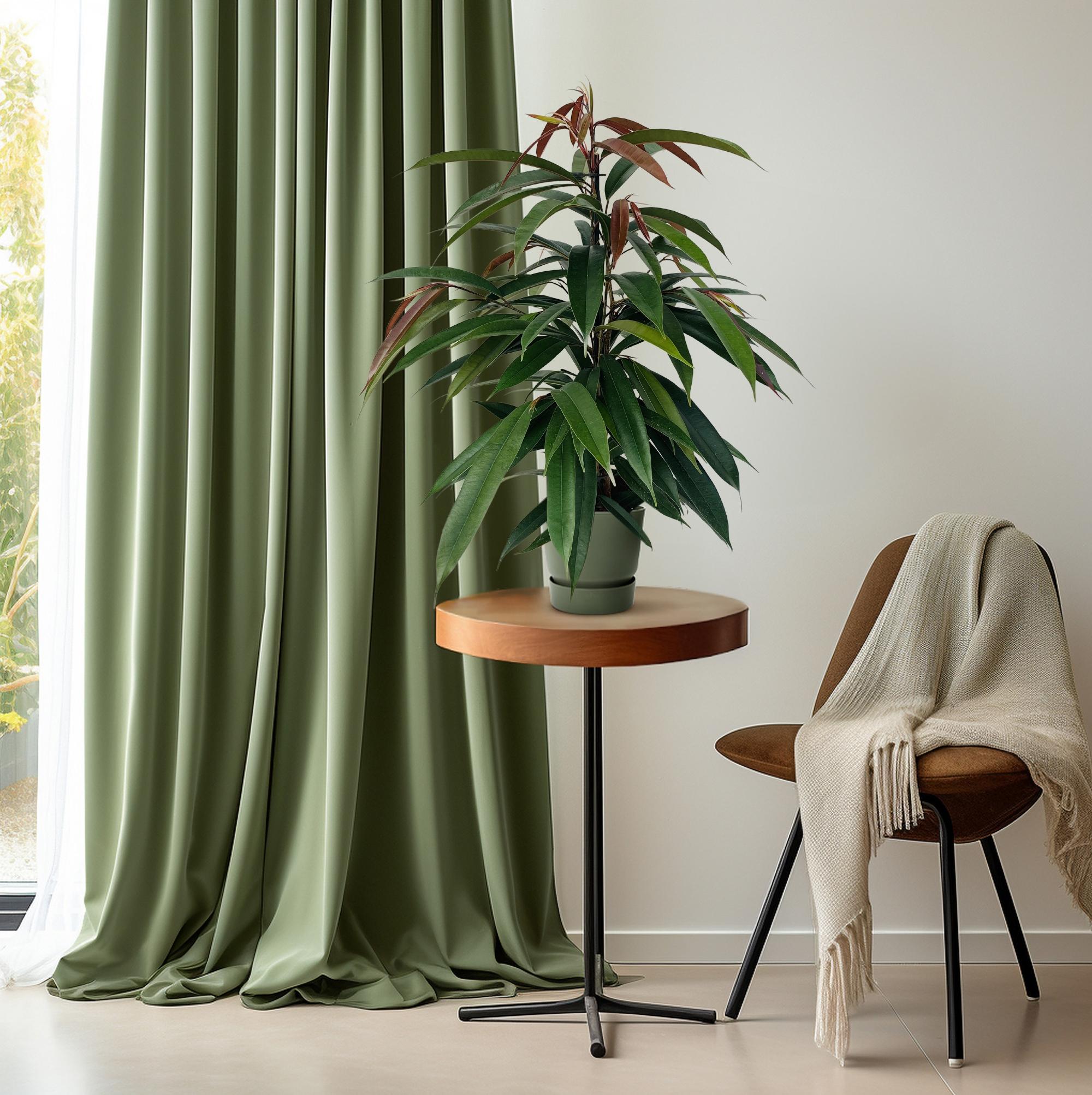 Ficus Binnendijkii 'Amstel King' P17 - Roślina Wnętrz Ø17cm, Wysokość ±75cm, Błyszczące Zielone Liście, Łatwa w Pielęgnacji