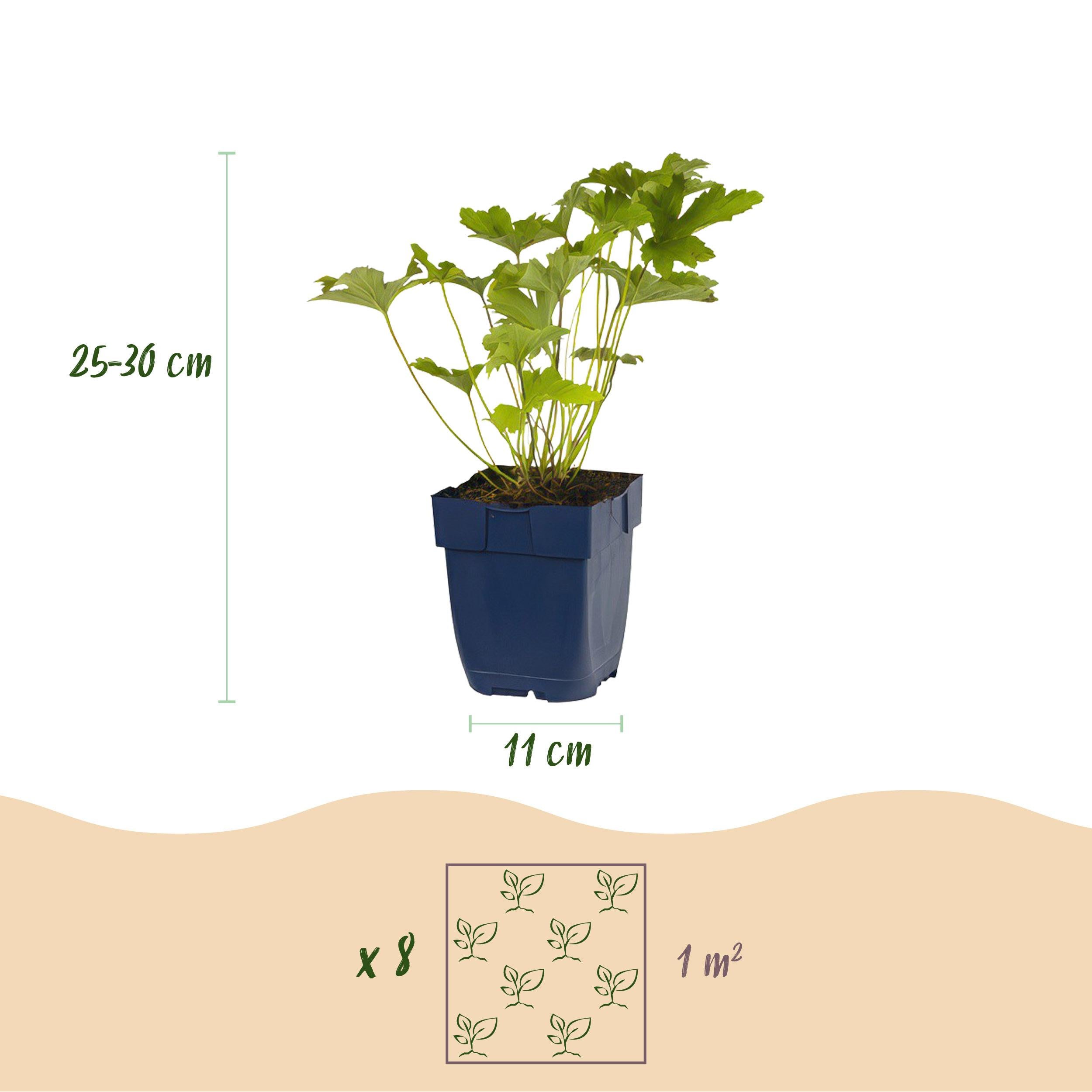Pacchetto piante per ombra – 8 piante perenni – 1 m² – Bassa manutenzione – Vaso 11 cm - 3