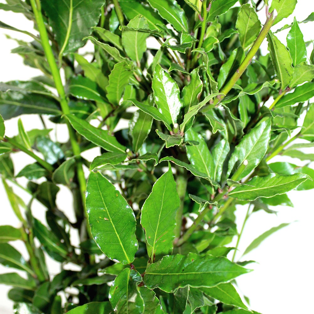 KENTIS - Laurus Nobilis - Pianta di Alloro - Piante Vere da Esterno da Siepe - Pianta da Giardino Sempreverde - H 125-150 cm Vaso Ø 24 cm - 4