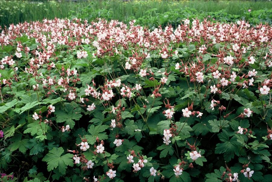 24x Plante Geranium macr. 'Spessart' - ↕10-25cm (hauteur) - Ø9cm (diamètre)– ComfortXL Green - 7