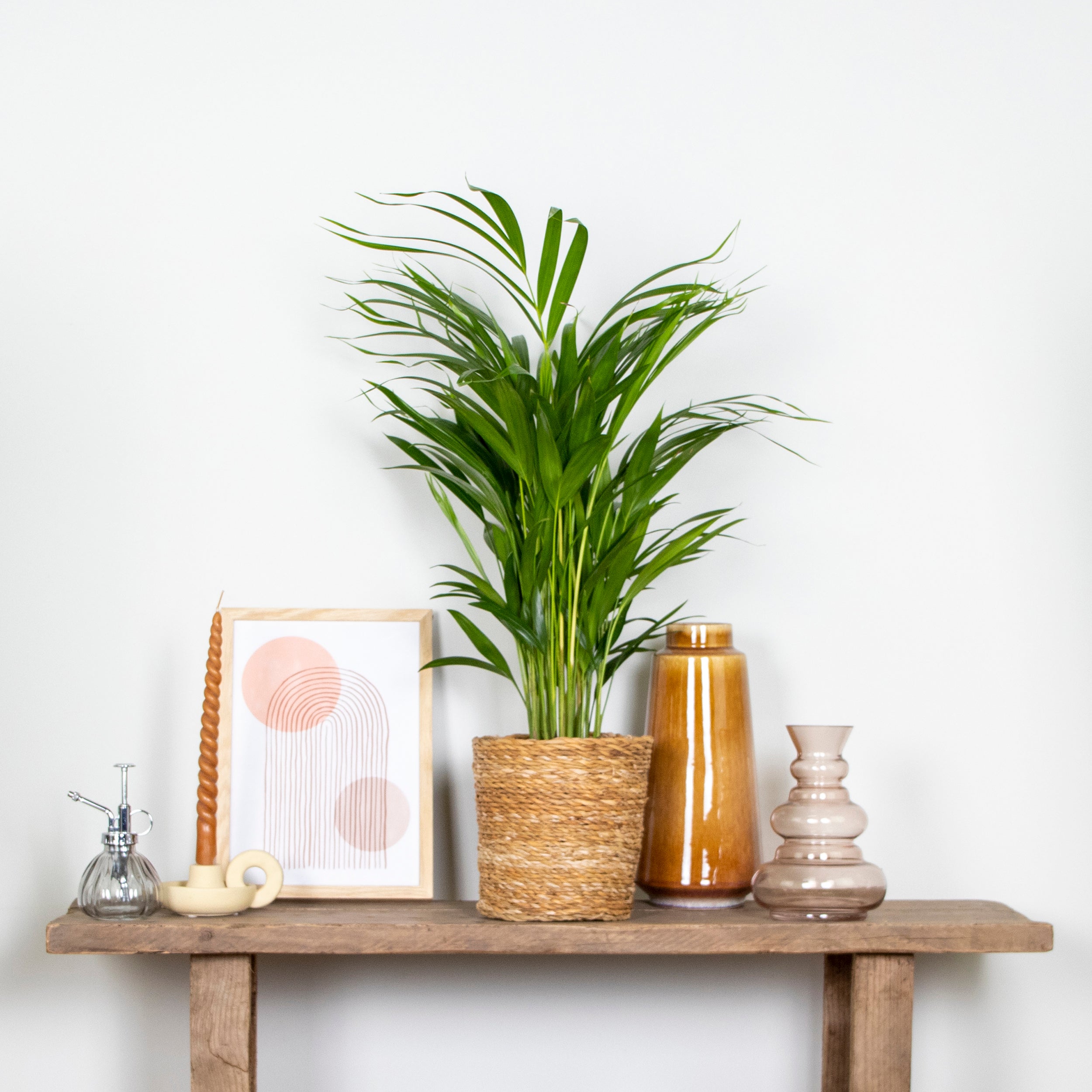 Dypsis Lutescens - Palmier Areca - Plantes d’intérieur - Dépolluante - H. 60-70 cm - P. 17 cm - 4