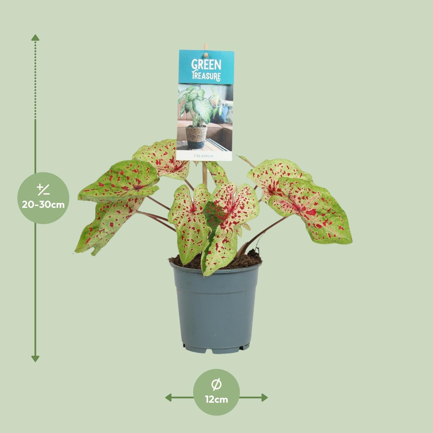 Caladium Miss Muffet - Pianta da interno con fogliame variegato Ø12cm ↕25cm – MOSELOTA Green - 2