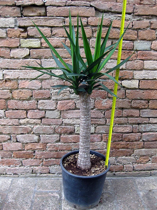 Yucca A Tronchi XXL In Cesto Di Vimini - Pianta Vera Da Interno, Tronchetto Della Felicità, Regalo Verde Per La Casa - 3