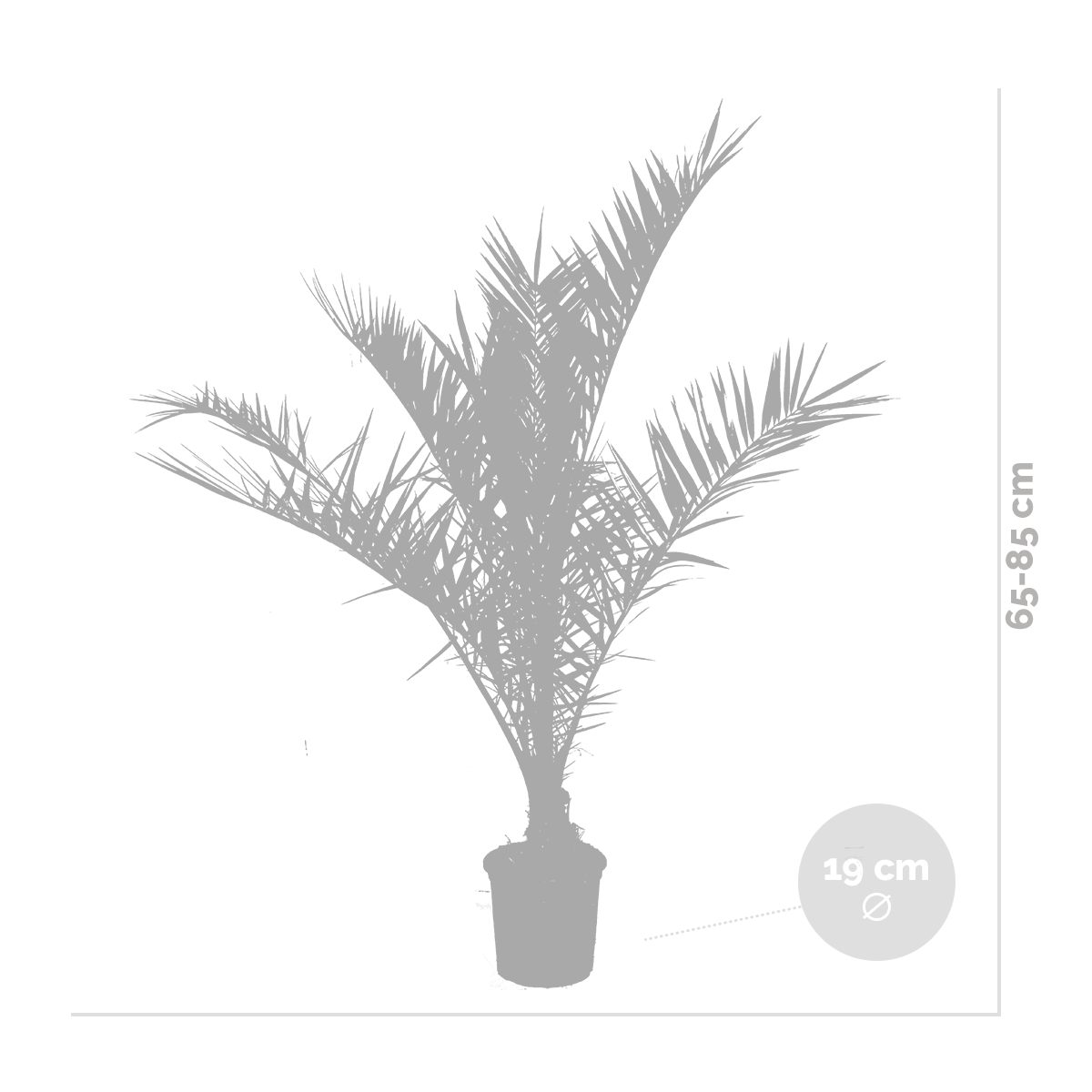 Lot de 2 - Phoenix Canariensis - Palmier des Canaries - Palmier rustique - H. 80-100 cm - P. 19 cm - 3