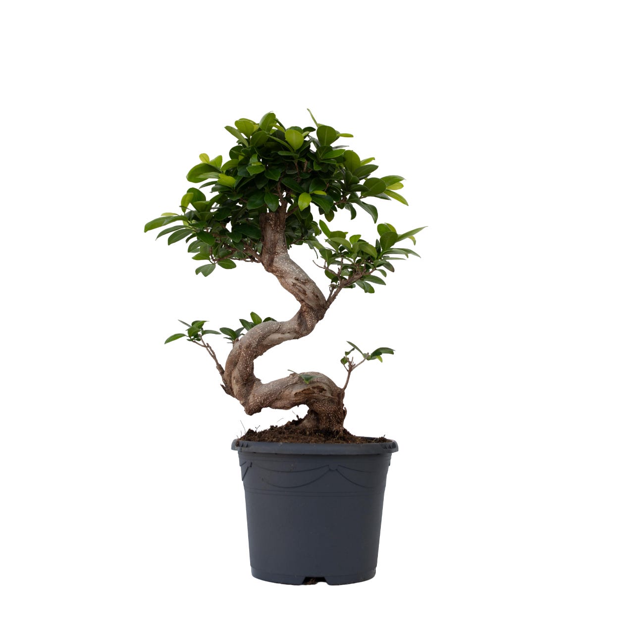 Filo Alluminio Per Bonsai 500g - Cavo Modellabile Per Giardinaggio E Formatura Piante - Foto 9