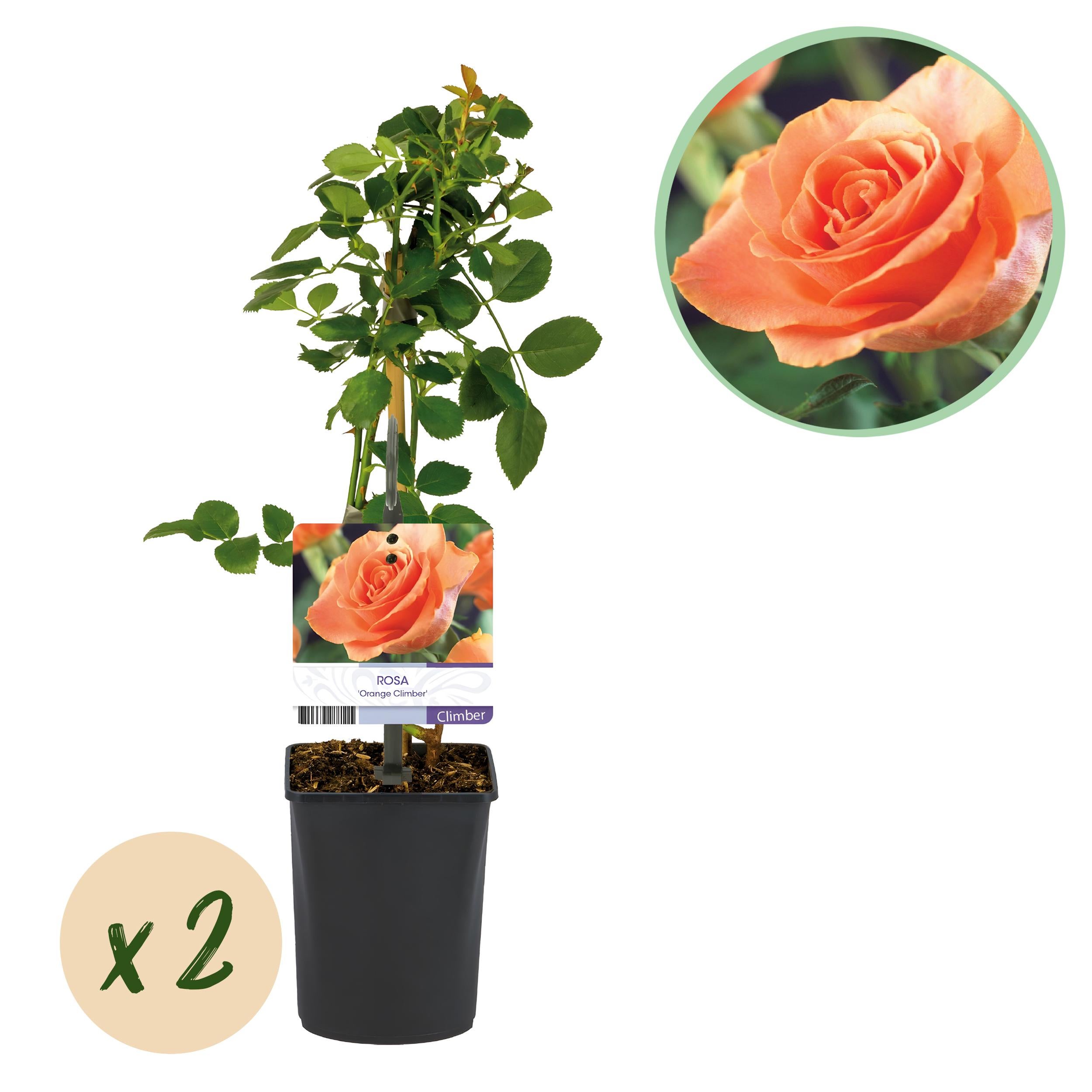 Green boutiQ – Róża Pnąca Rosa Orange Climber – 2 rośliny – Kwiaty pomarańczowe – Niska pielęgnacja – Doniczka 11 cm – Wys 40 cm