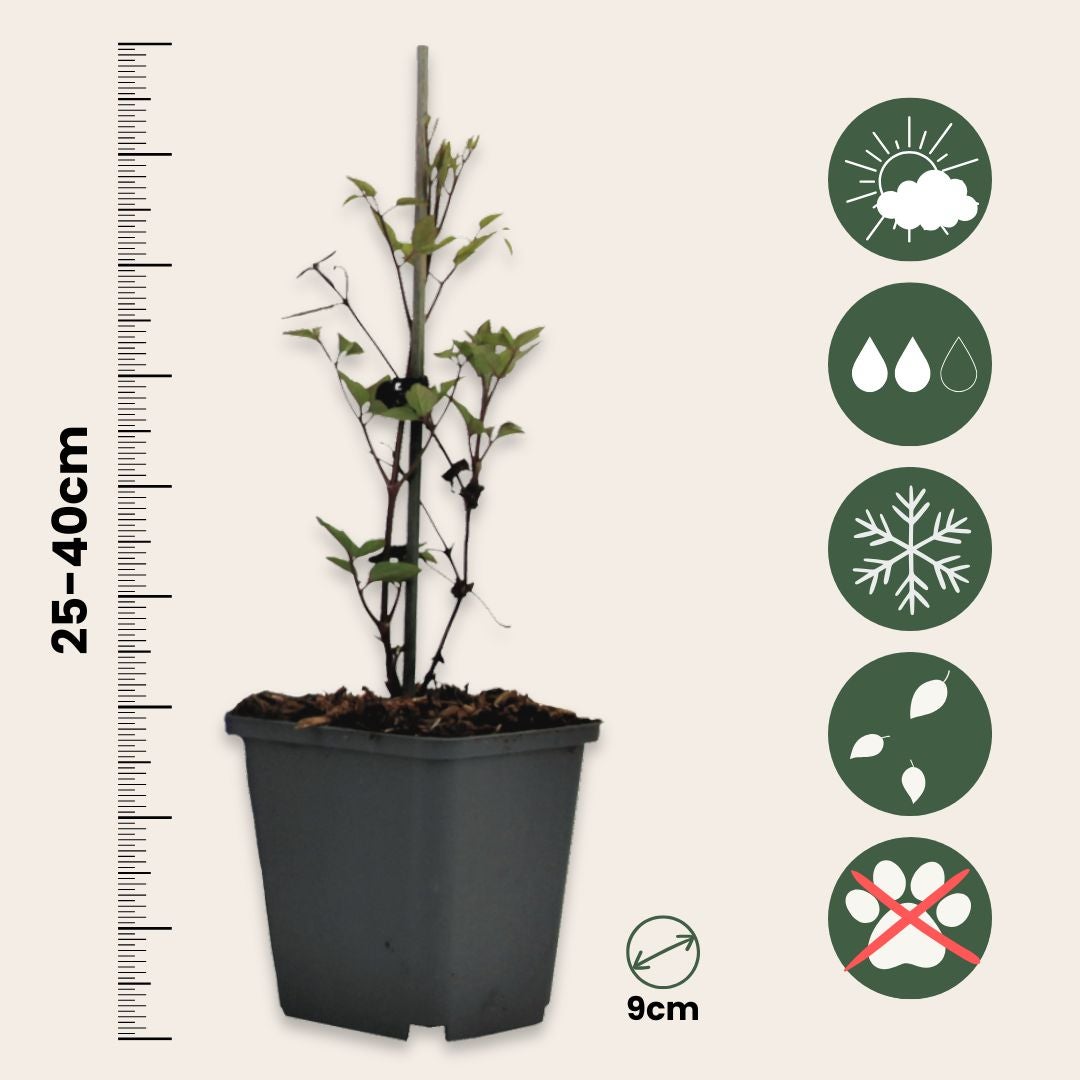 Clematide Joe Sempreverde - Pianta Rampicante Per Balconi, Vaso 1.5L - Foto 4