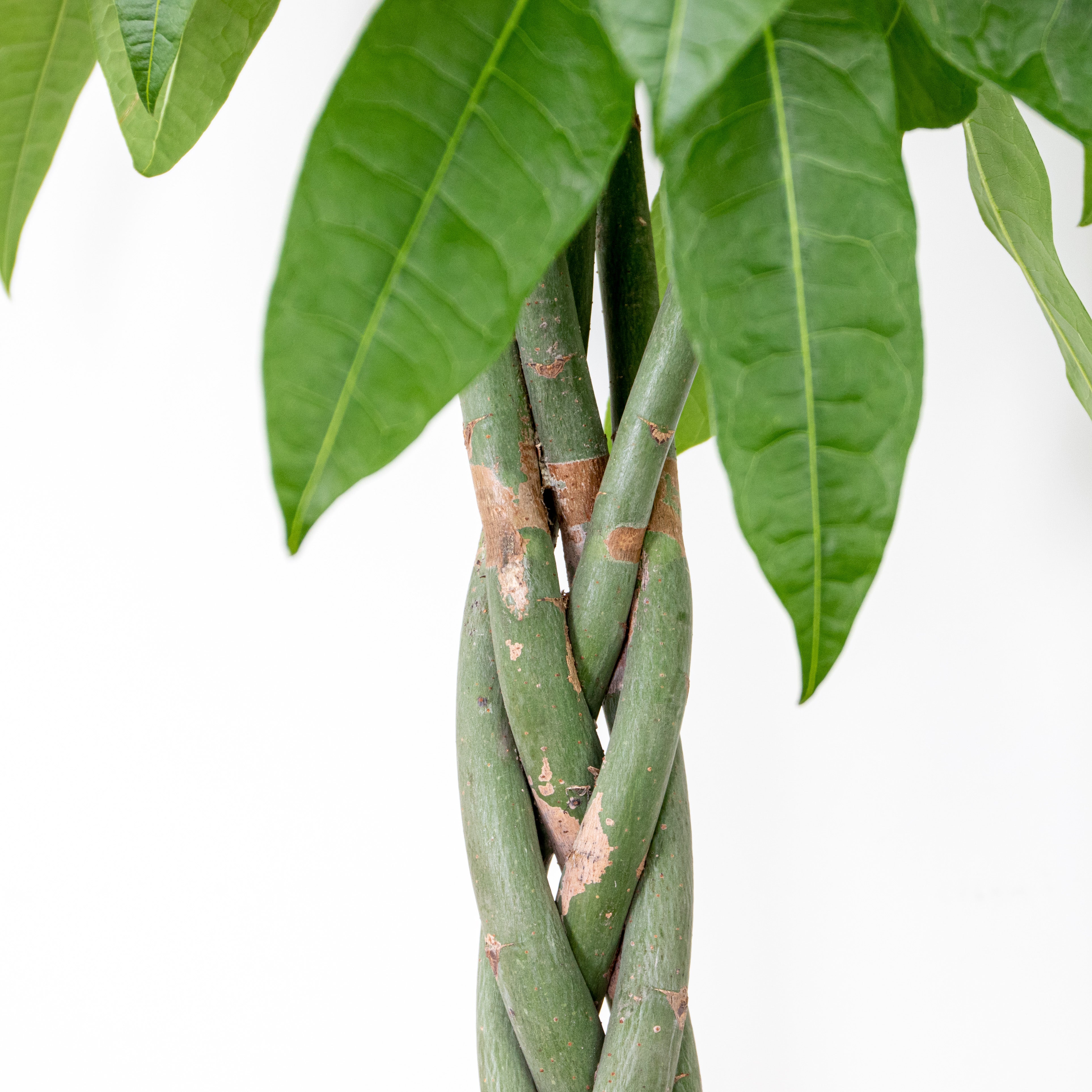 Pachira Aquatica - Arbre à argent - Cacao d’eau - 120-140 cm de haut - Pot 27 cm - 3