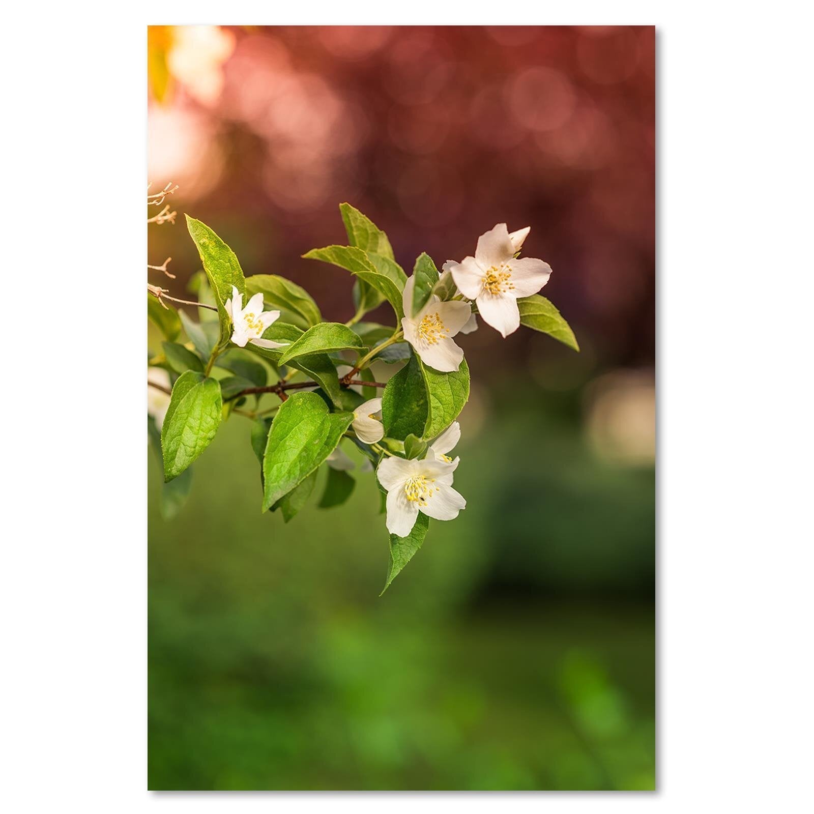 Tableau bois fleurs de jasmin - 40 x 60 cm - 2