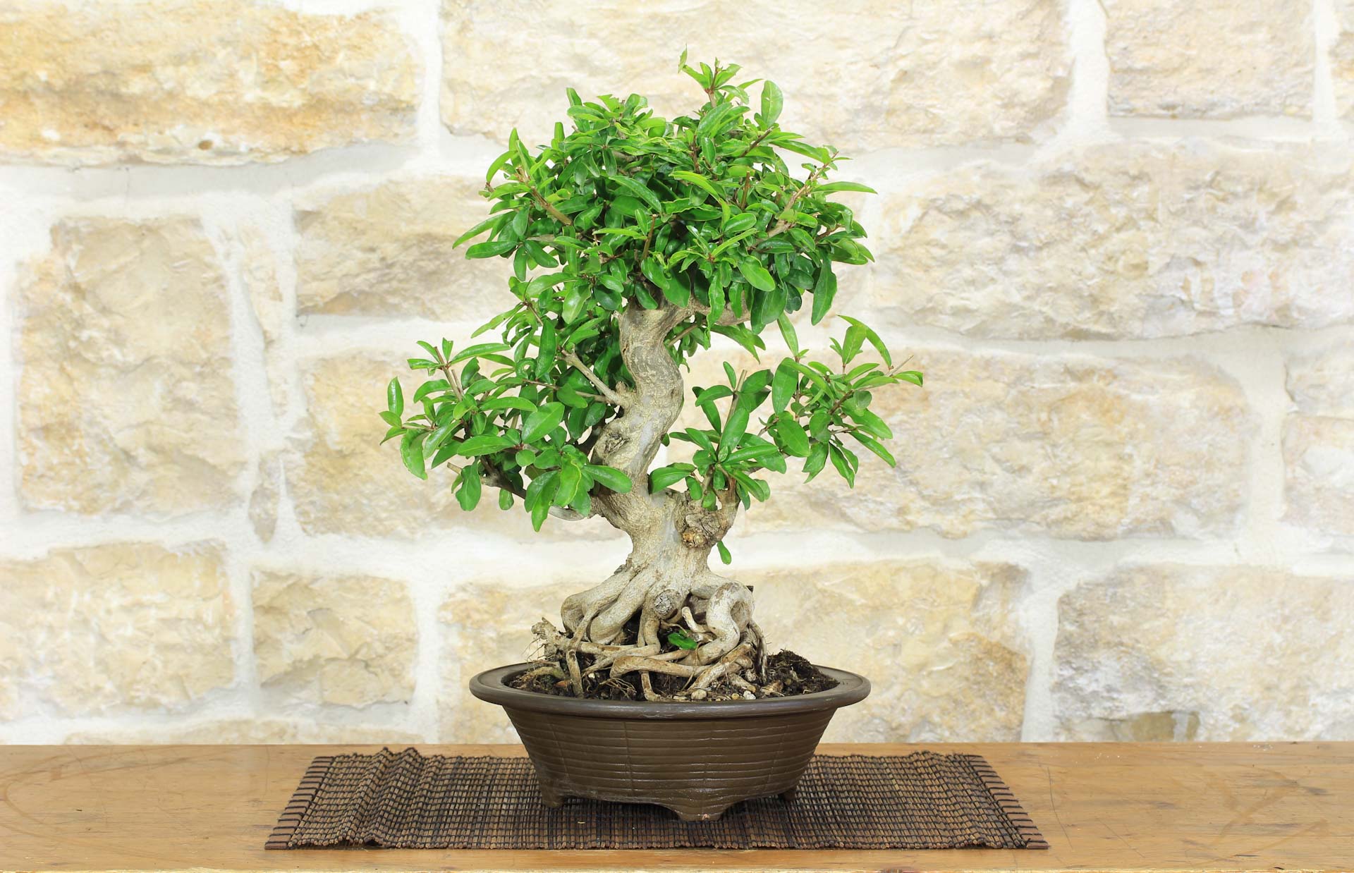 bambus nitida Nicht wuchernder Bambus 'Winter Joy' kaufen | Fargesia murieliae 'Winter  Joy'
