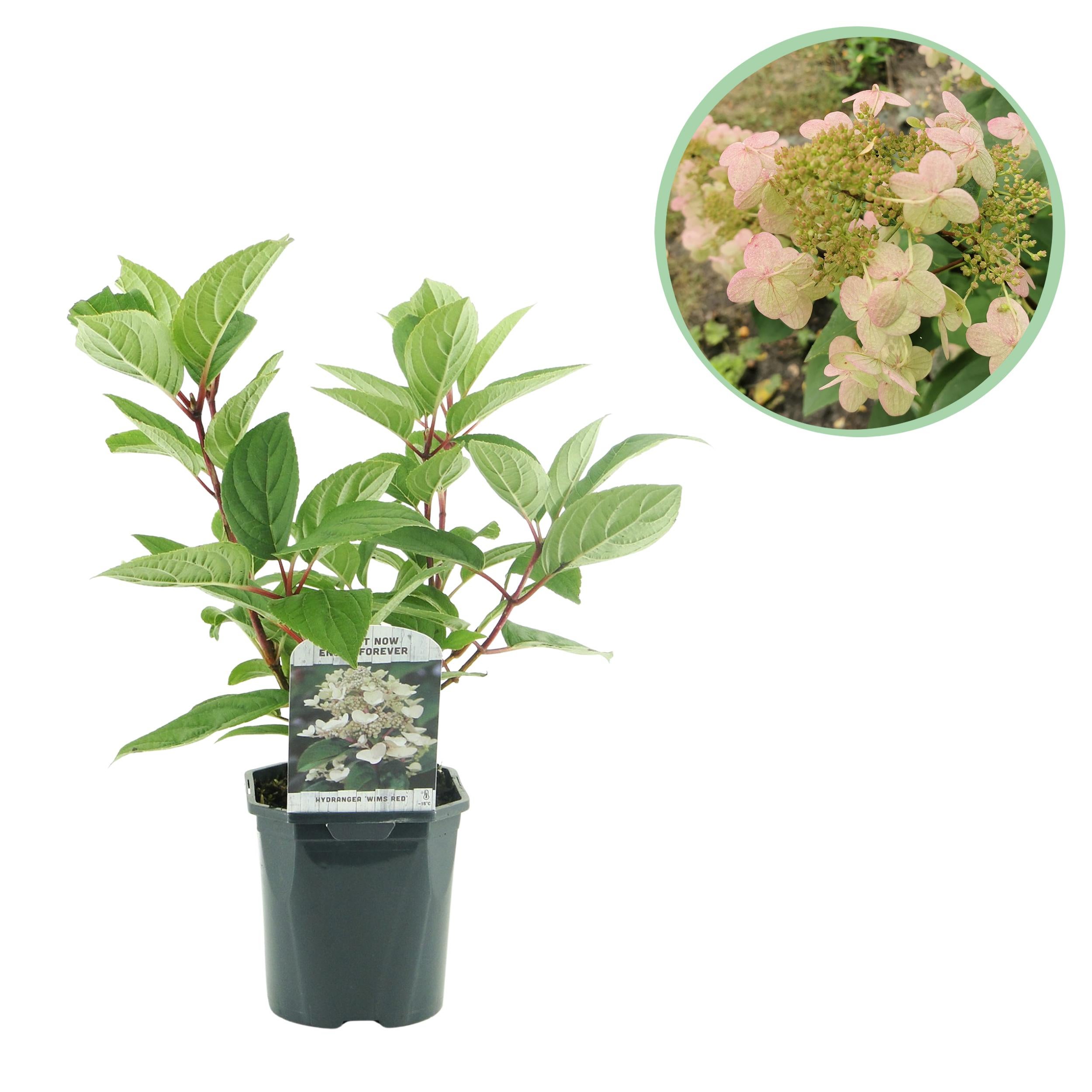 Hydrangea Panniculata Wims Red 50 cm – Hortensja bukietowa, 1 roślina, liściasta, duże kwiaty, białe zmieniające się na czerwone, doniczka 17 cm