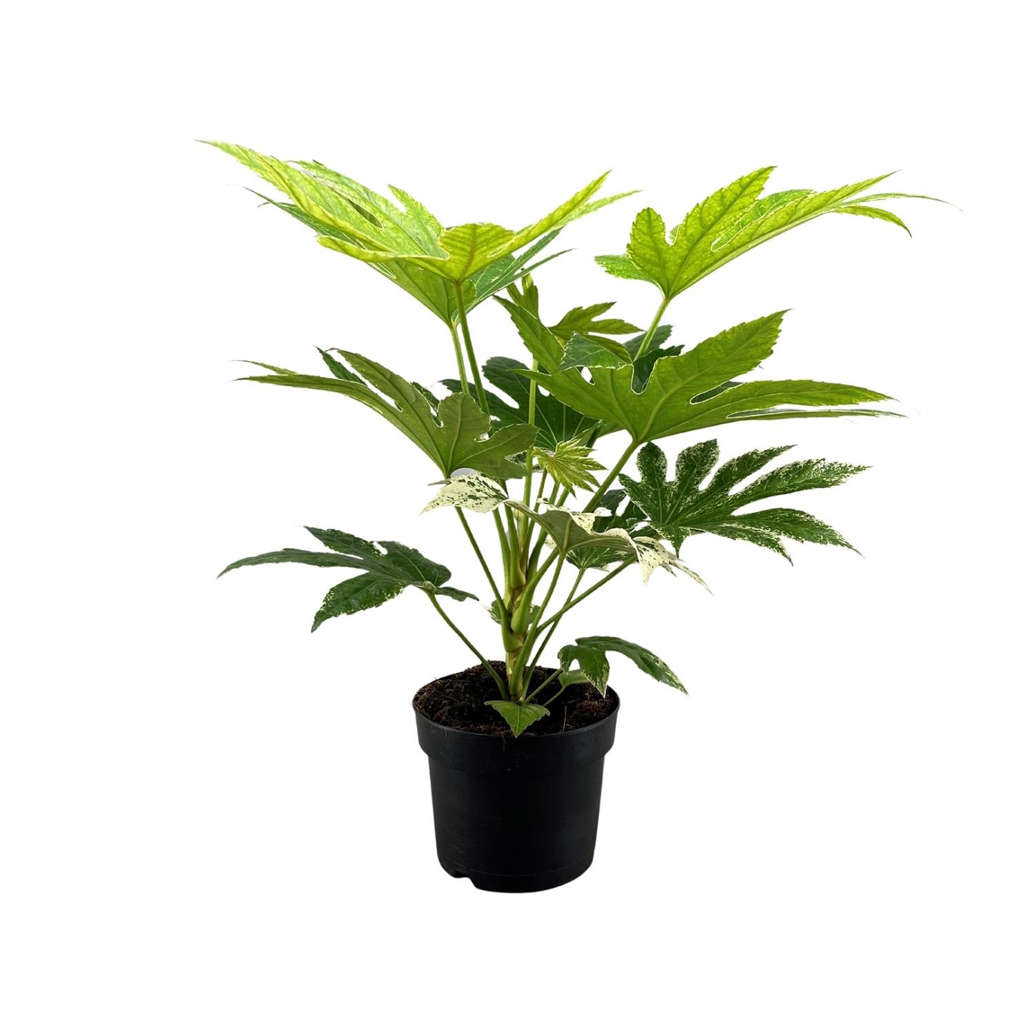 Fatsia Japonica Spider Web - Roślina doniczkowa z dekoracyjnymi liśćmi - Doniczka Ø17cm - Wysokość 50cm