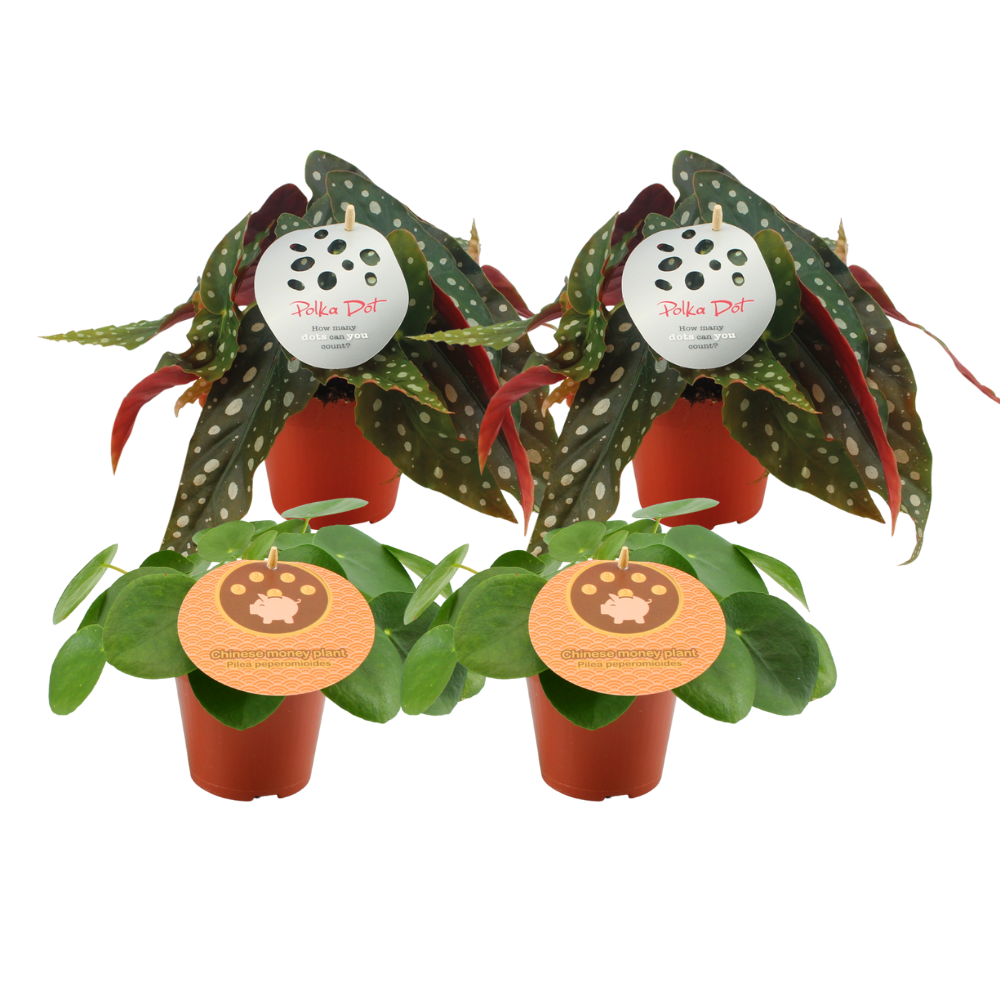 Zestaw 4 Rośliny Doniczkowe – 2x Pilea Peperomioides + 2x Begonia Maculata – Ø12cm ↕20cm