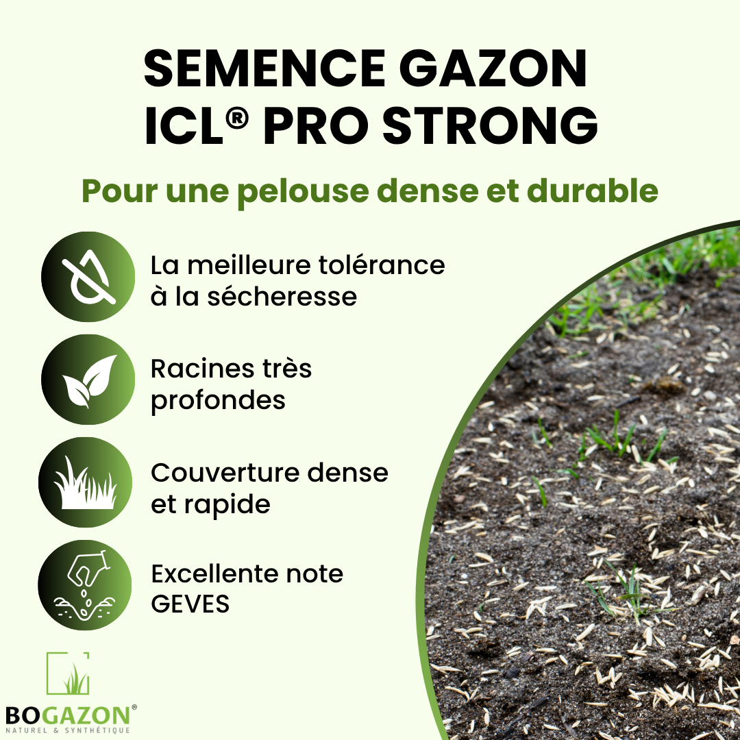 Gazon a semer ICL Pro Strong 10 kg| Graines de Gazon Rustique Résistant Sécheresse Racines Profondes | Semence Universel au Rendement Élevé - 2