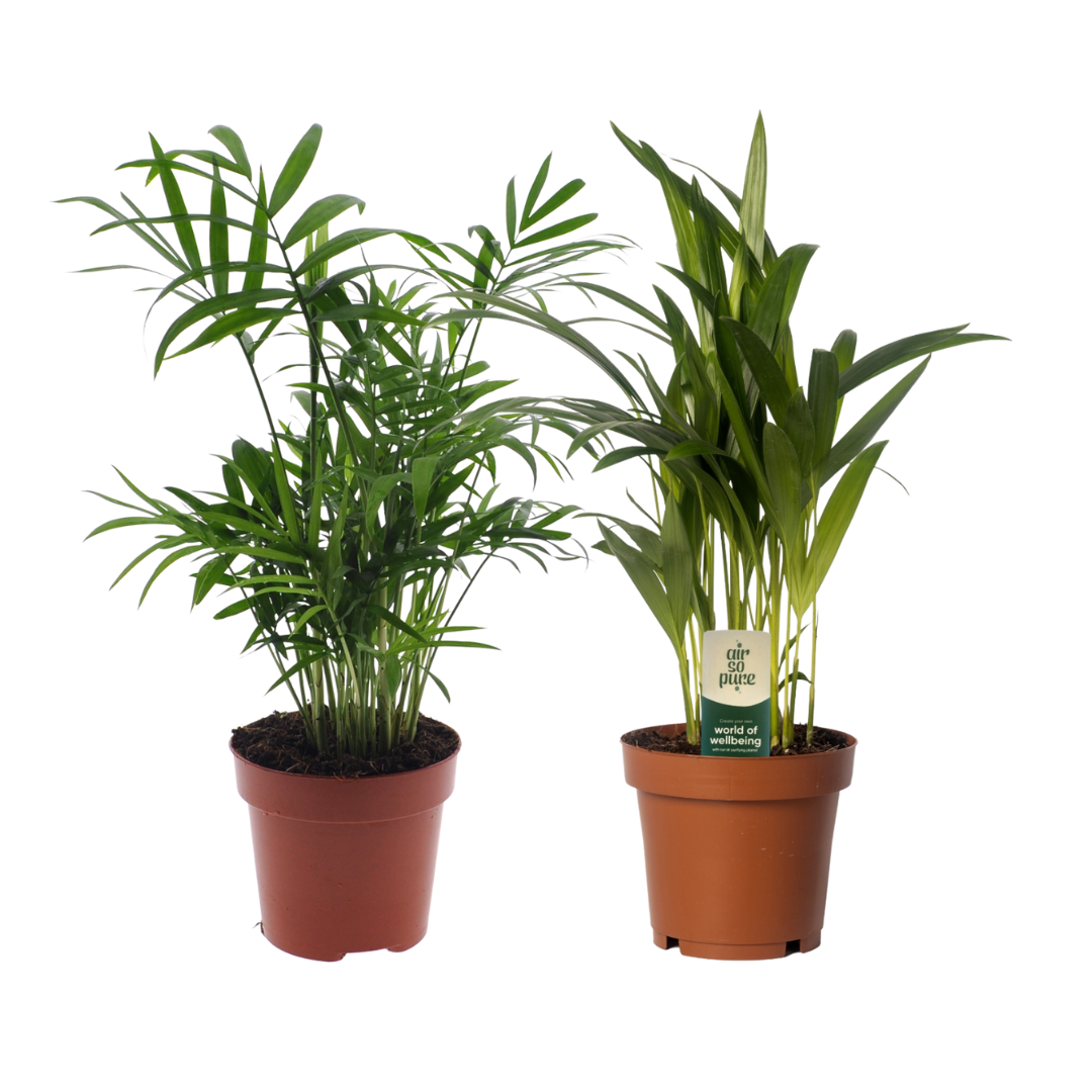 Zestaw roślin Dypsis lutescens i Chamaedorea - 2 sztuki - Doniczka Ø12cm - Wysokość 40cm - Zielone rośliny ozdobne do wnętrz