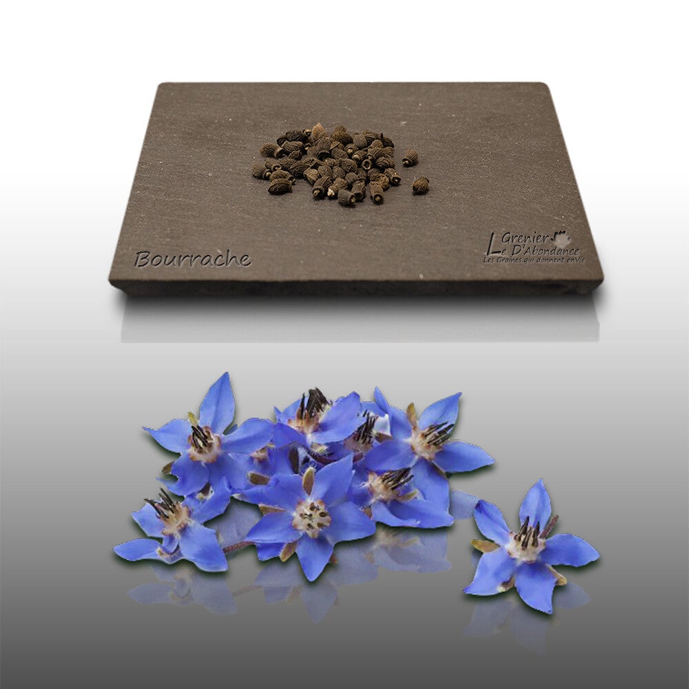 Le Grenier D'Abondance Lotto 900 Semi Di Piante Aromatiche - 10 Bustine Officinali Da Seminare, Facili Da Coltivare