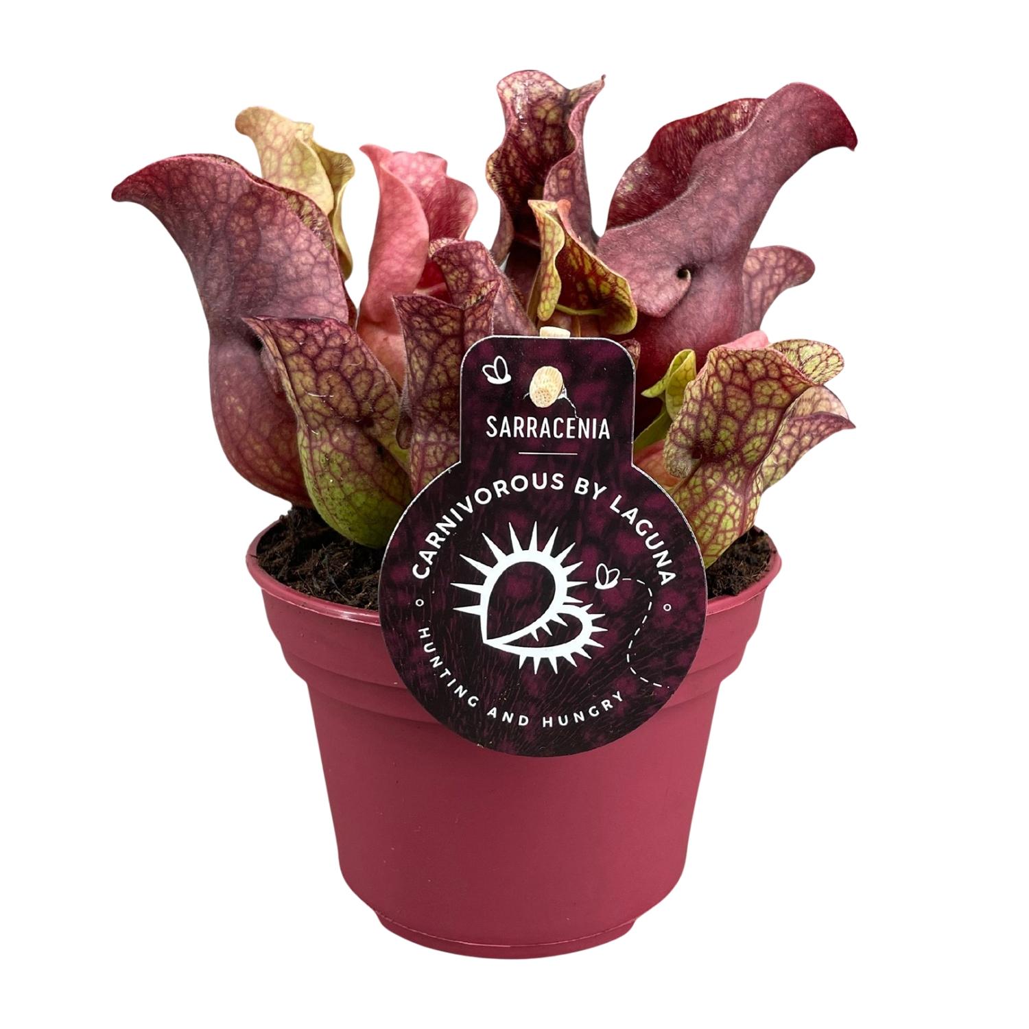 Sarracenia owadożerna - Roślina doniczkowa - Doniczka Ø12 cm - Wysokość 20 cm