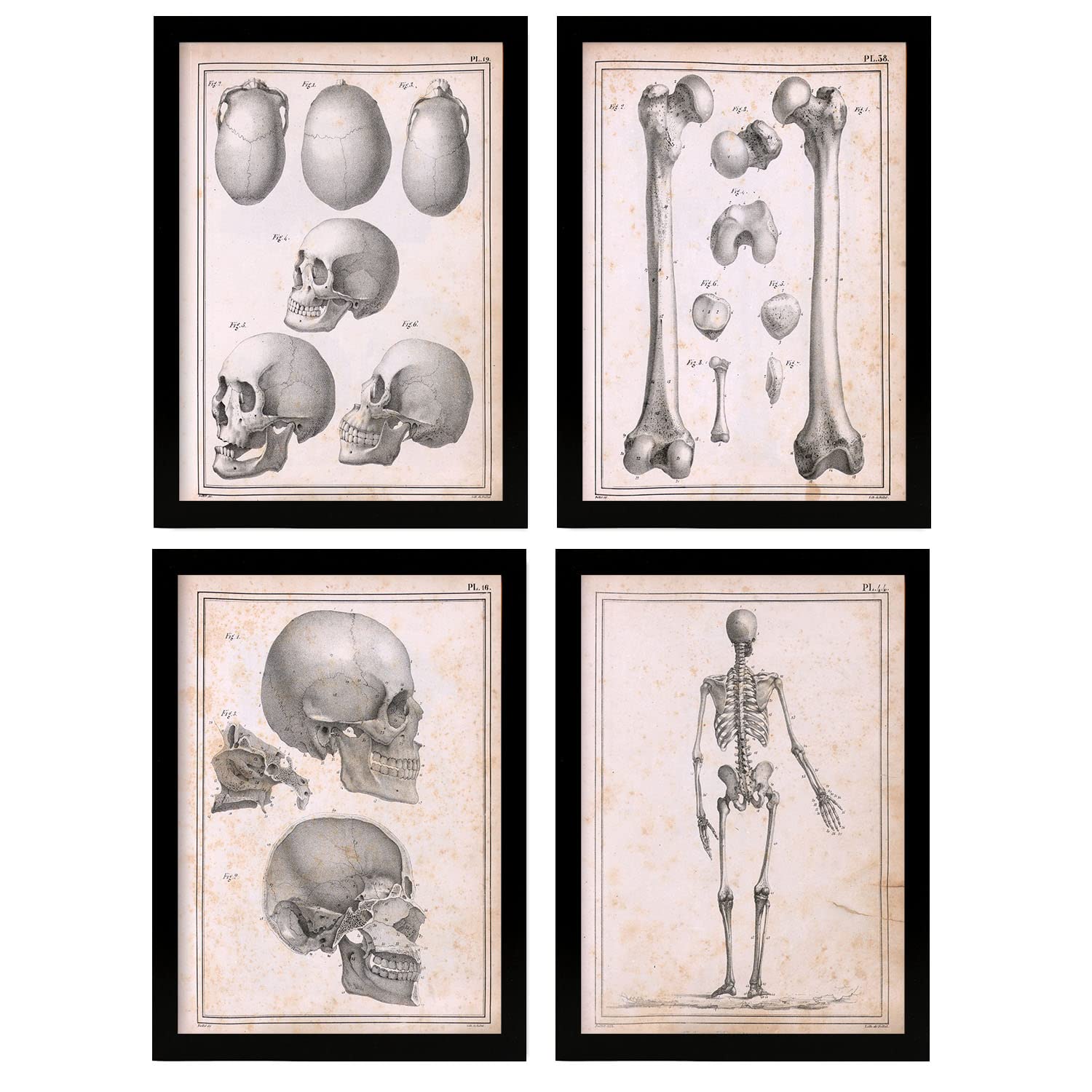 Nacnic Ensemble De 4 Affiches D'anatomie Humaine. Squelette Et Crâne. Illustrations De Biologie Et De Médecine Dans Un Style Vintage. Conception Et Décoration D'intérieur. A3 Sans Cadre
