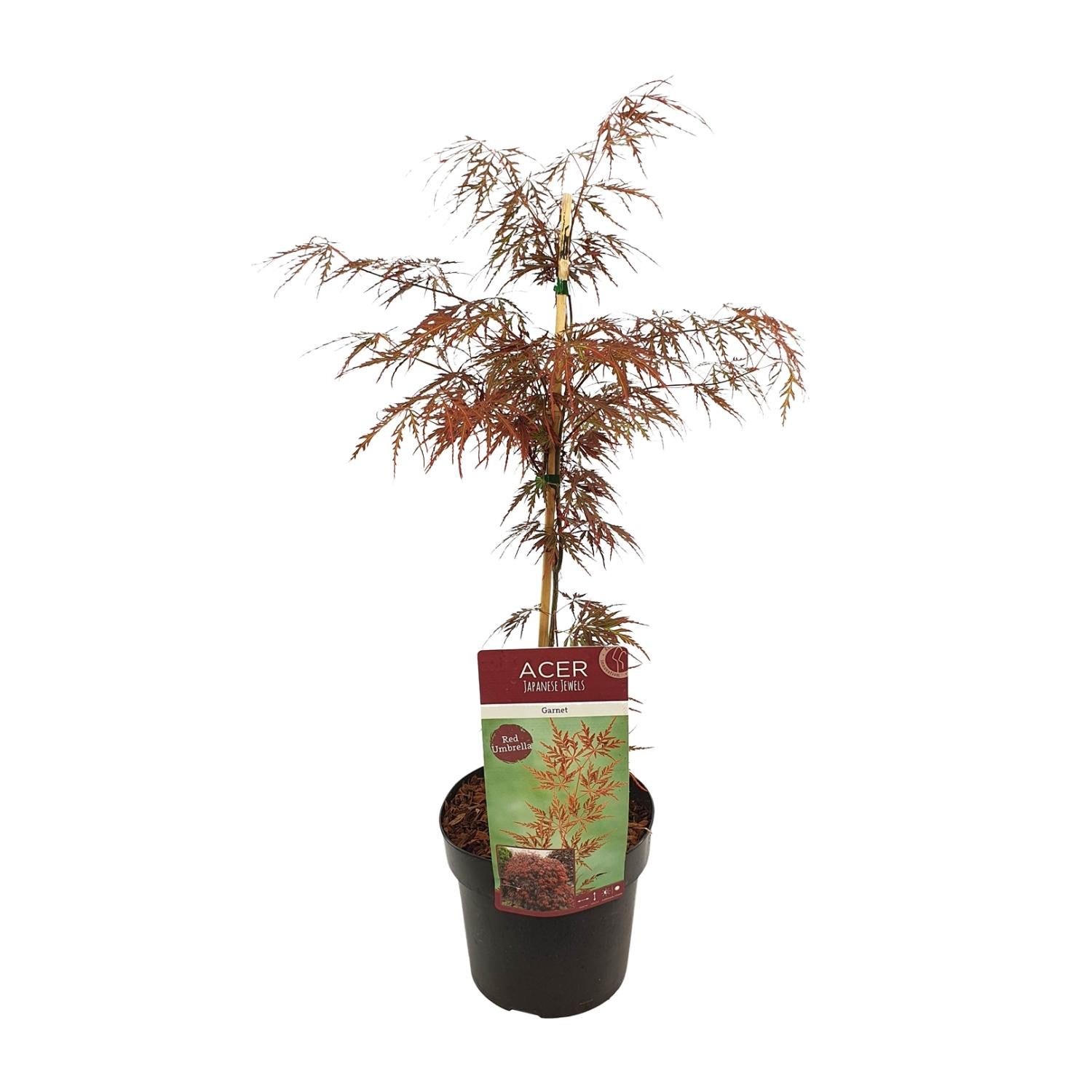 Acer palmatum ‘Garnet’ - Klon japoński liście czerwone - Doniczka Ø19cm - Wys. 40-55cm