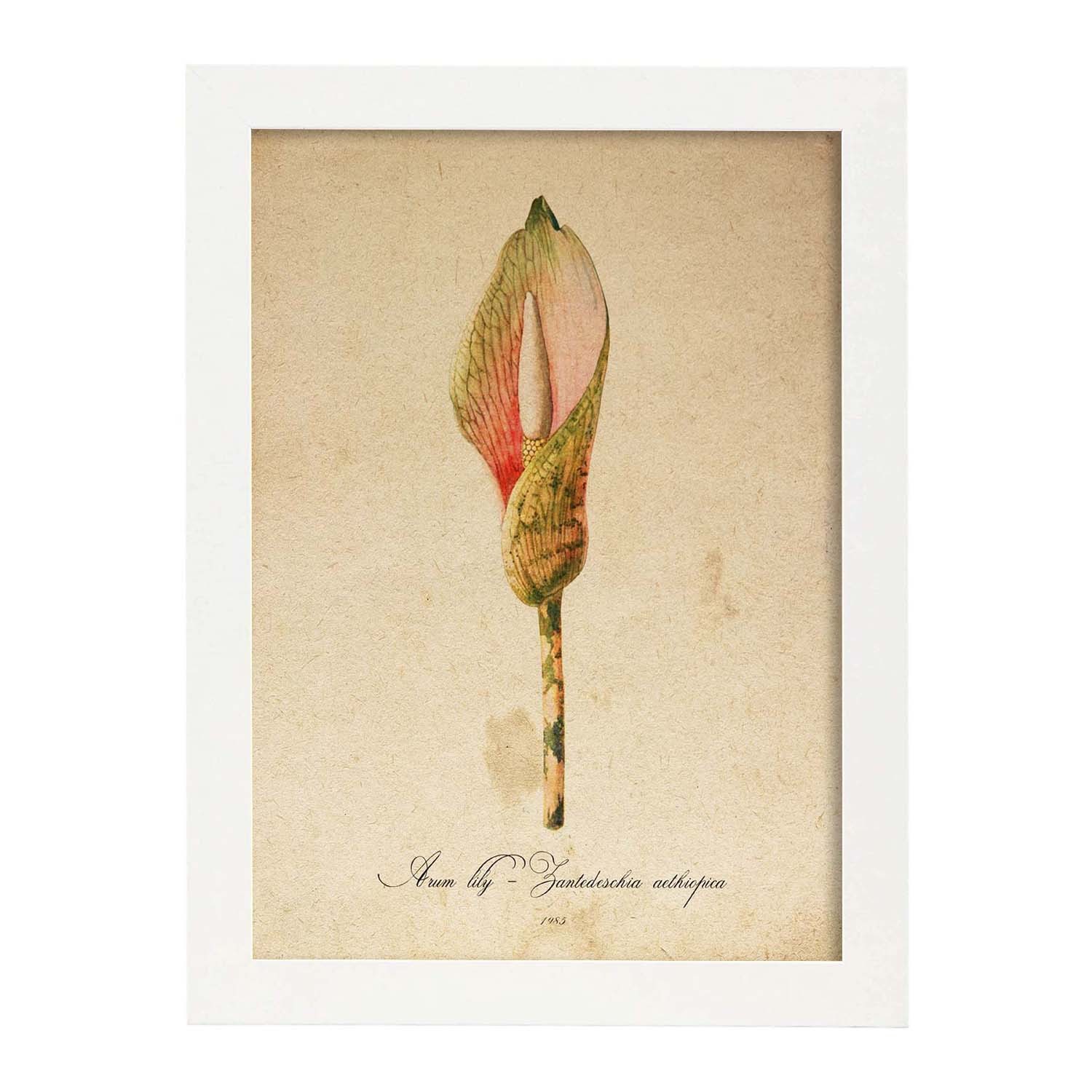 Poster de flores vintage. lamina arum lily con diseño vintage. marco negro - a3