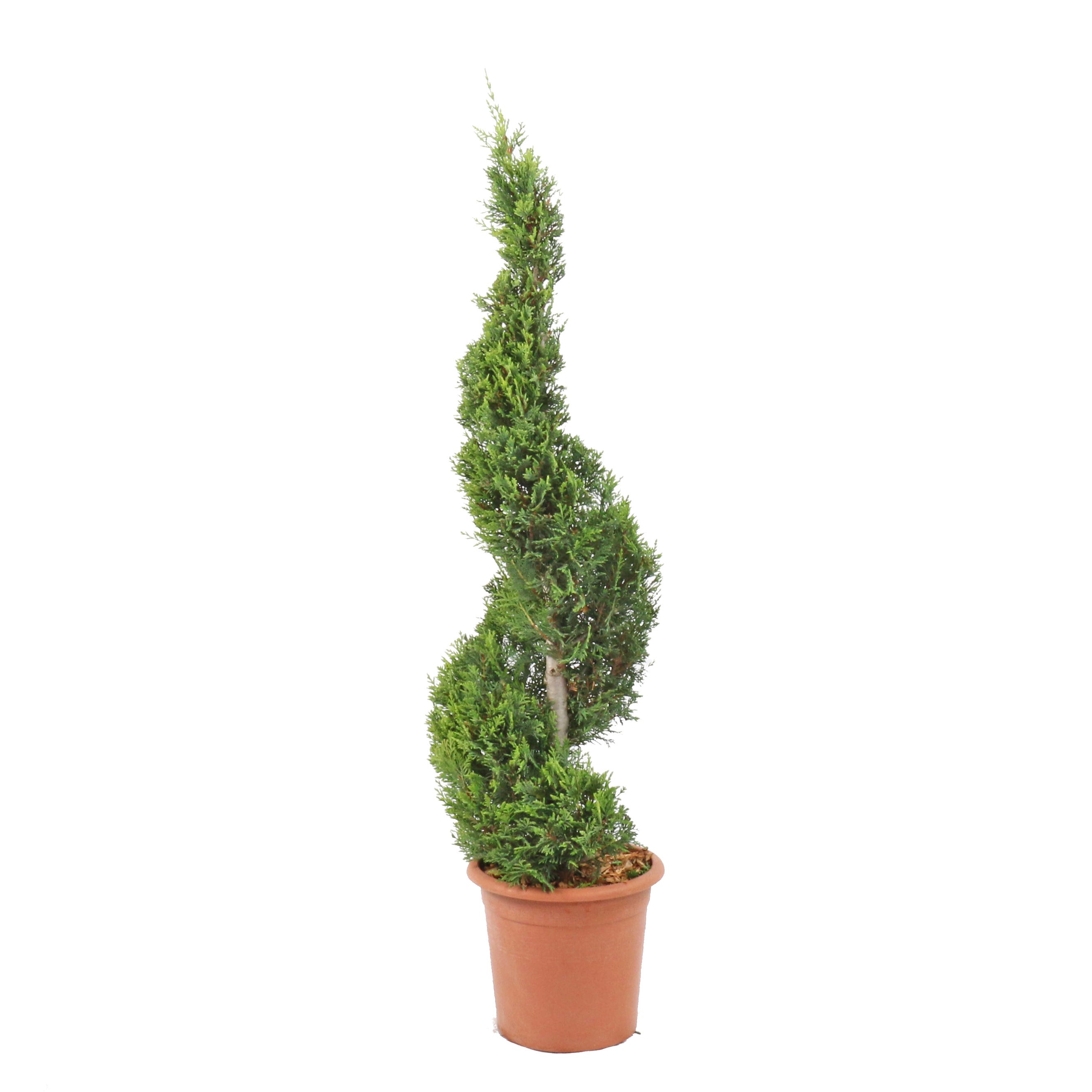 Cyprès De Leyland Gold Rider – Plante Persistante Pour Haie – Hauteur 200/220 Cm – Pot 30 Cm – Résistant Au Froid Et Au Sel