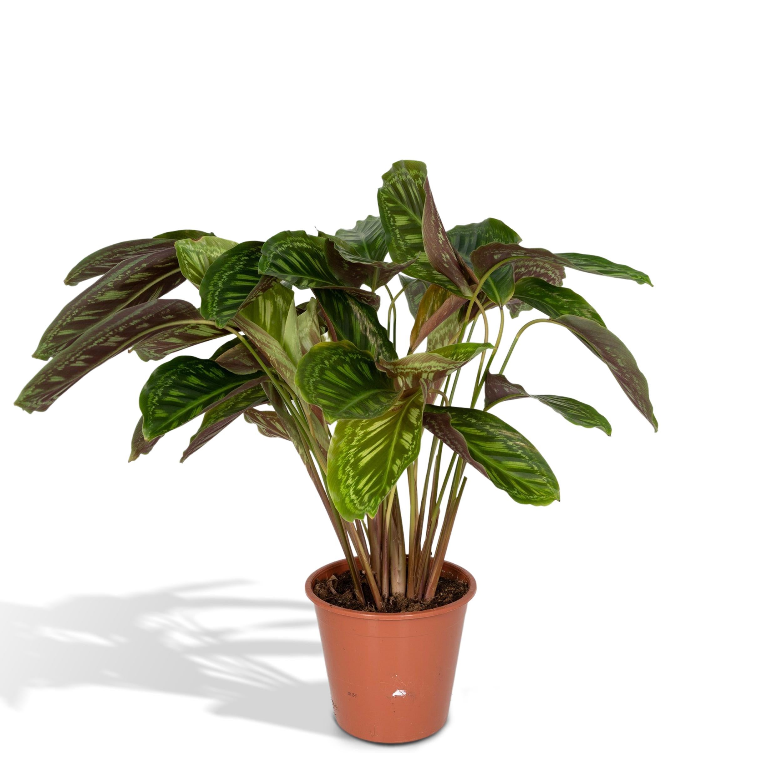 Calathea Flamestar - Roślina Doniczkowa Paw - Doniczka 19cm - 75cm