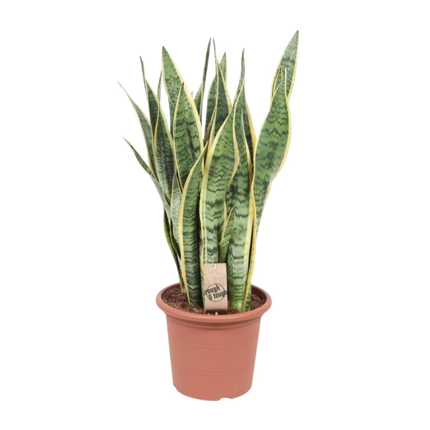Sansevieria Trifasciata Laurentii - Roślina doniczkowa elegancka - Doniczka Ø25cm - Wysokość 85cm