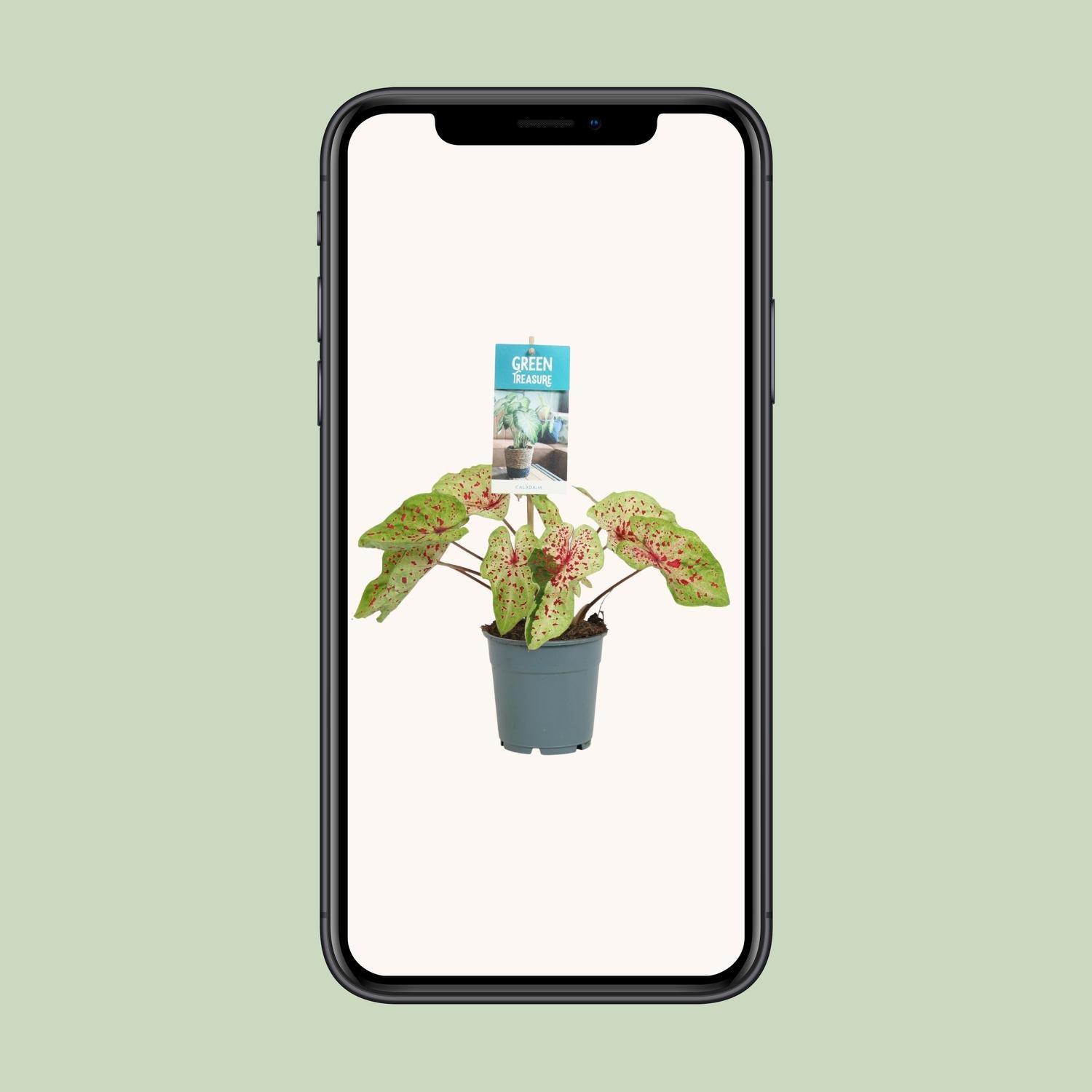 Caladium Miss Muffet - Pianta da interno con fogliame variegato Ø12cm ↕25cm – MOSELOTA Green - 4