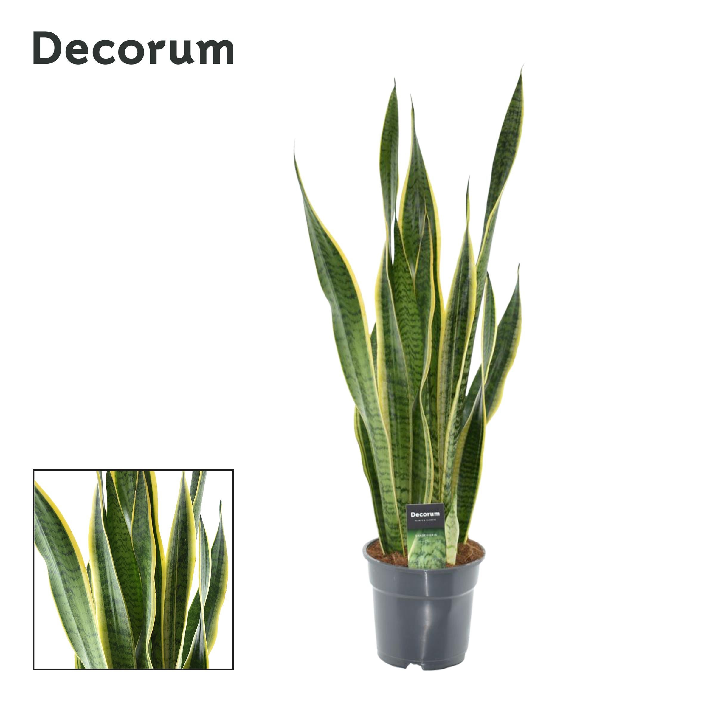 Sansevieria Laurentii XL (Decorum) – Roślina doniczkowa Ø17cm W70cm, dekoracyjne liście