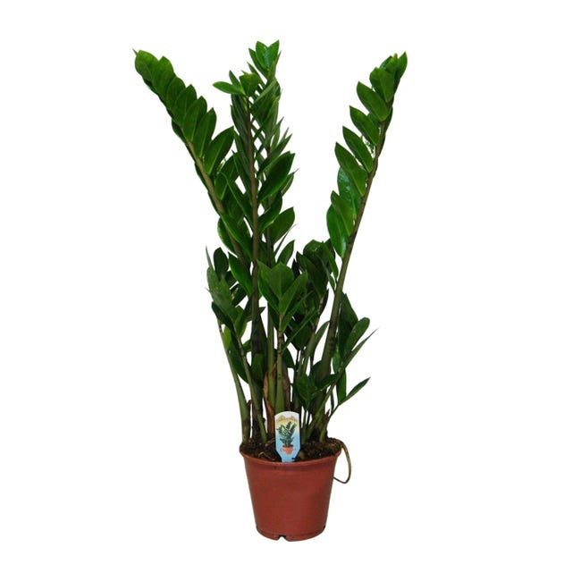Zamioculcas Zamiifolia Plante D int rieur R sistante Feuilles Vert zamioculcas-zamiifolia-plante-d-int-rieur-r-sistante-feuilles-vert