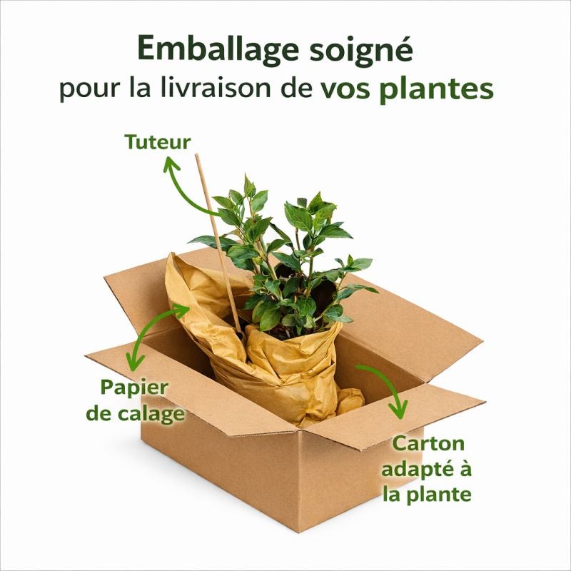 Noisetier commun - Corylus avellana 80 cm Pot 3L - 4