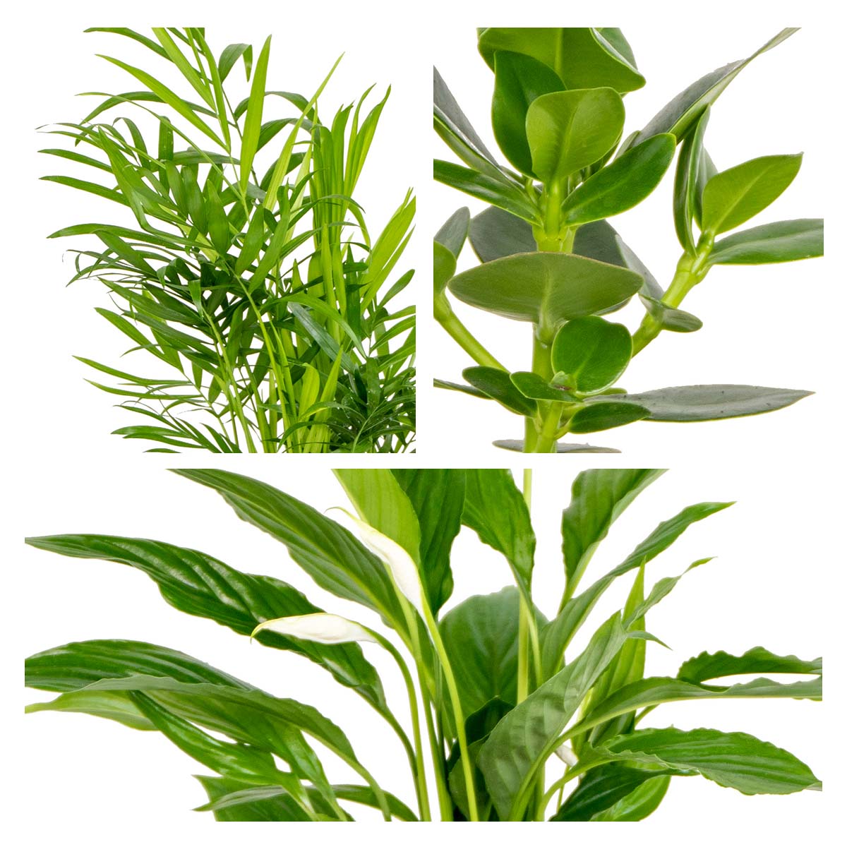 Lot de 3 - Mélange pour la chambre - 30-40 cm de haut - Pot 12 cm - 3