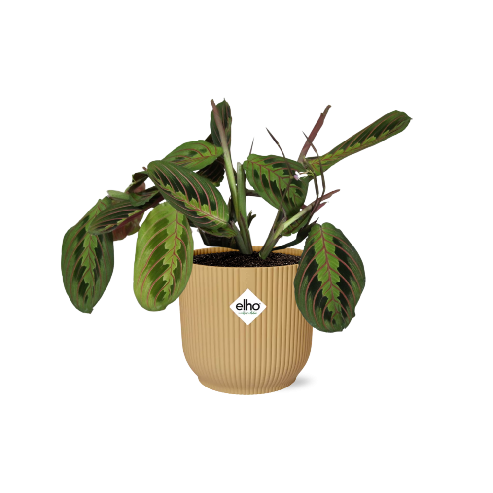 Maranta Leuconeura ‘Fascinator’ Tricolor 14cm w doniczce ELHO Vibes Fold żółtej – Roślina doniczkowa z dekoracyjnymi liśćmi