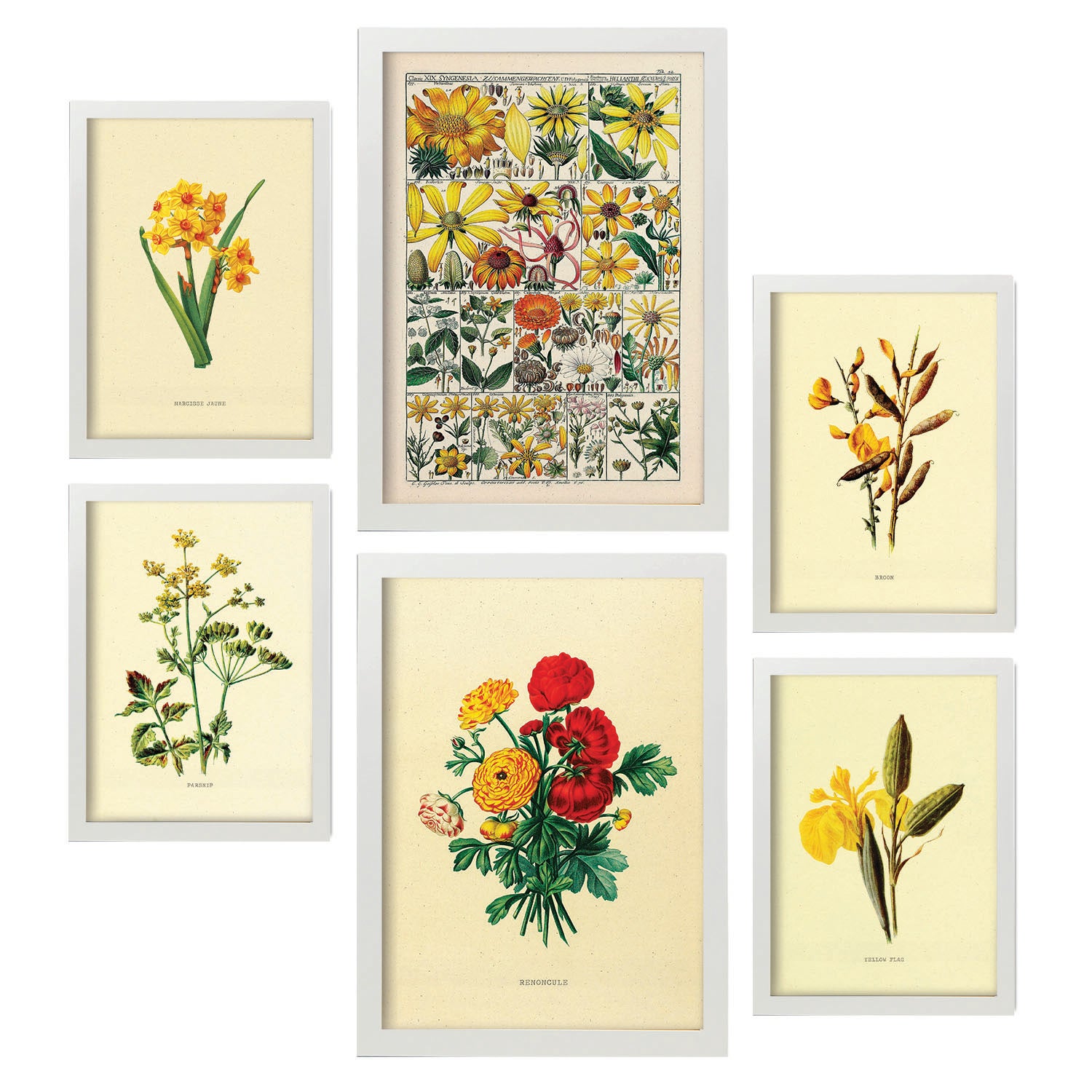 Nacnic Fleurs De Lys Affiches Nature Et Botanique En Couleur Avec Des