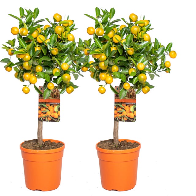 Lot de 2 - Citrus Calamondin - Oranger d’appartement - Agrume - H. 50-70 cm - P. 19 cm