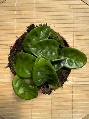Hoya Endauensis (Fiore Di Cera) &ndash; Pianta Vera In Vaso 10,5 Cm &ndash; Foto Reali &ndash; VIVAIO GARDEN FOREST