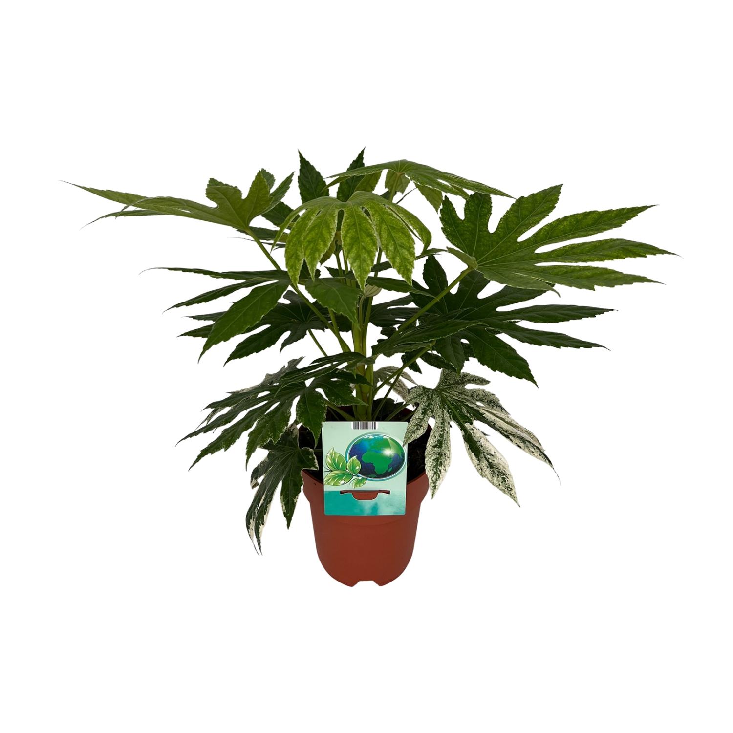 Fatsia Japonica Variegata Spiderweb - Roślina Ozdobna Ø19cm Wys.60cm Zielono-Białe Liście